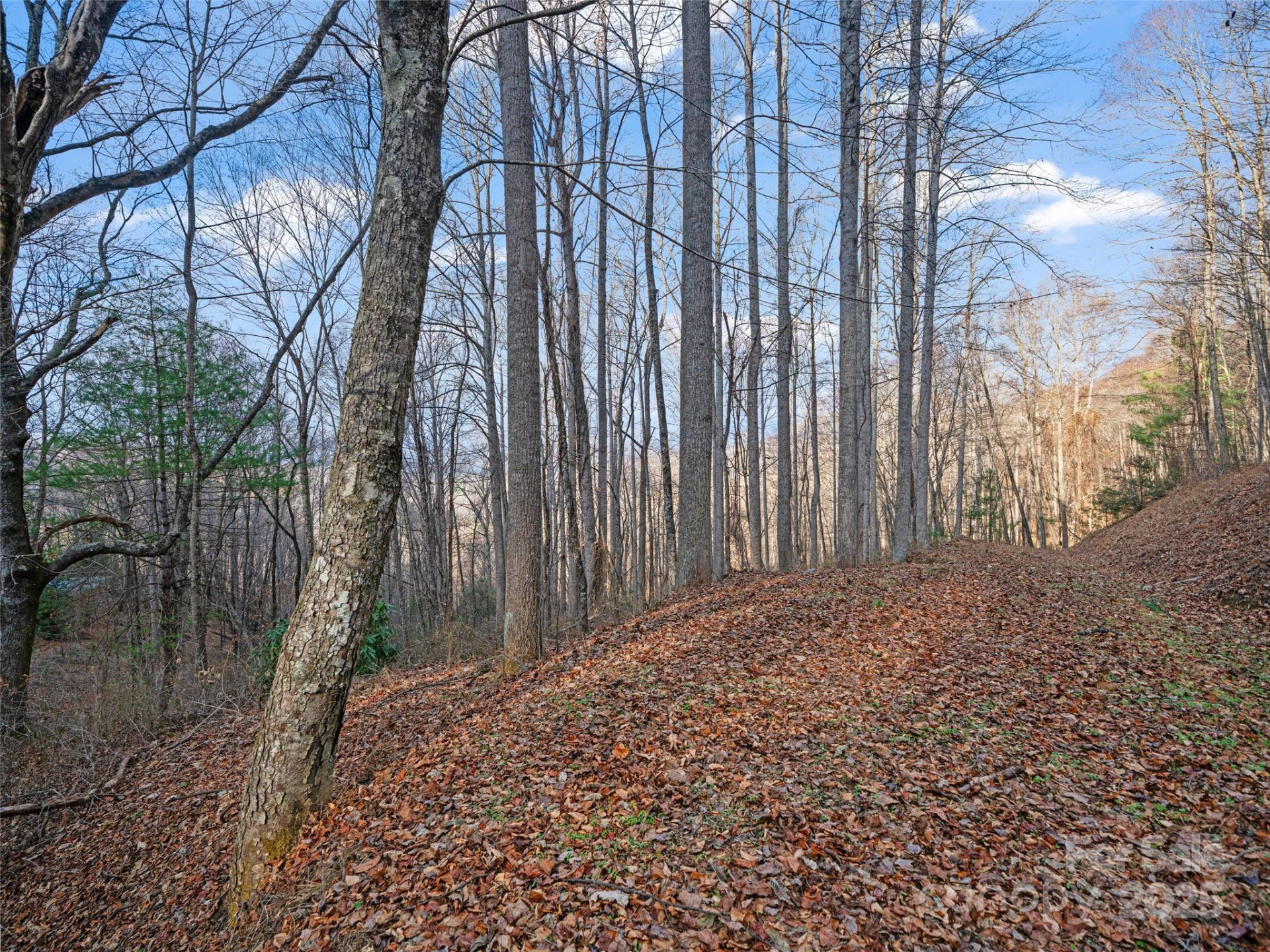 99999 Flora Rose Trail - Photo 10