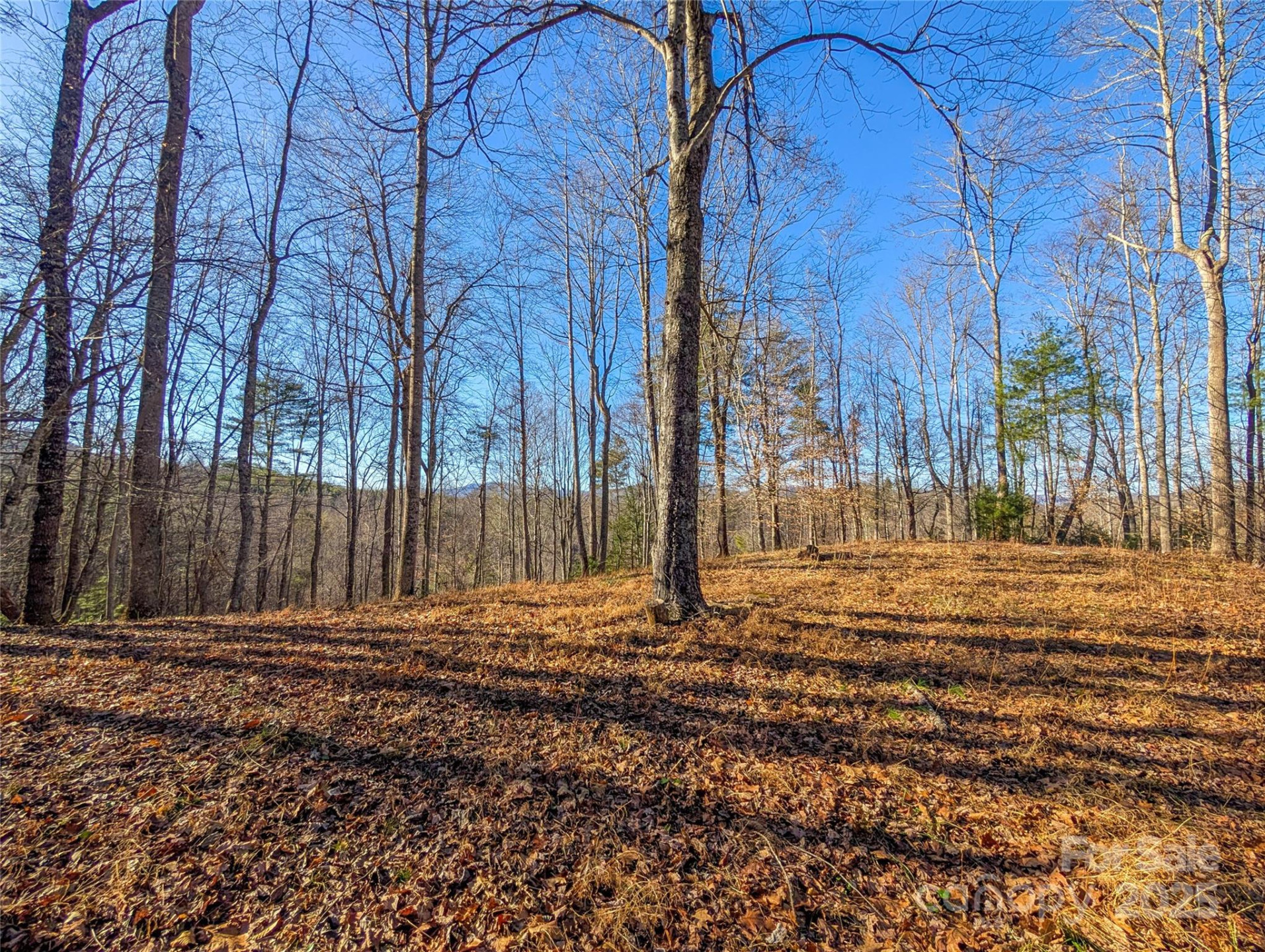 000 Bear Mountain Ridge - Photo 2
