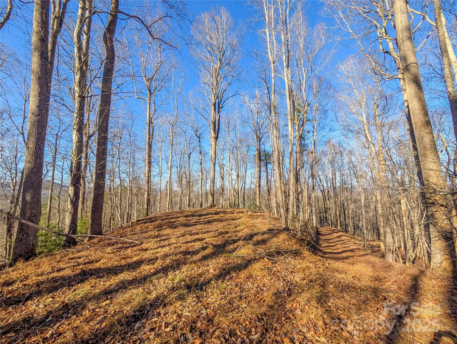 000 Bear Mountain Ridge - Photo 11