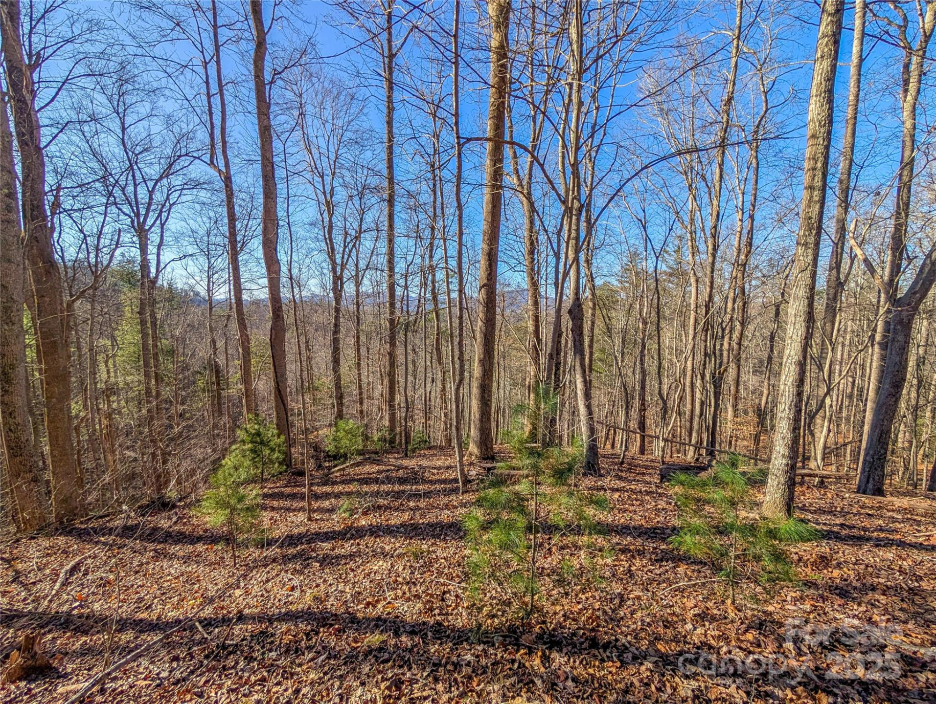 000 Bear Mountain Ridge - Photo 13