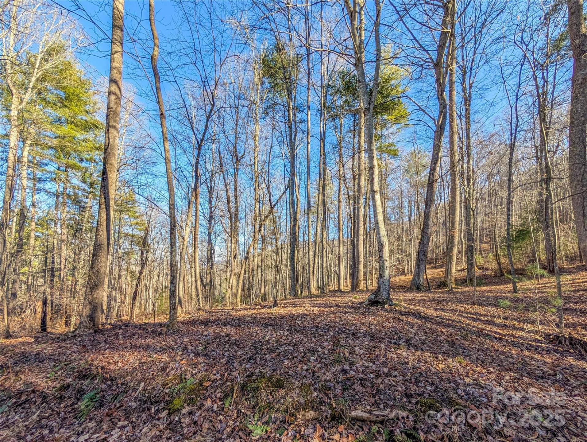000 Bear Mountain Ridge - Photo 15