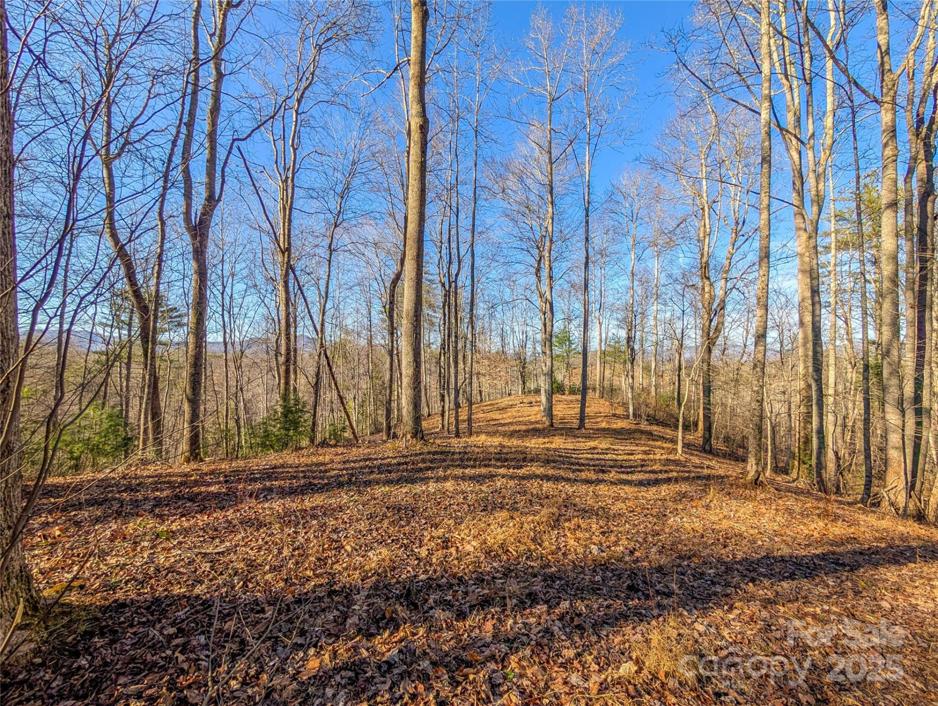 000 Bear Mountain Ridge - Photo 7