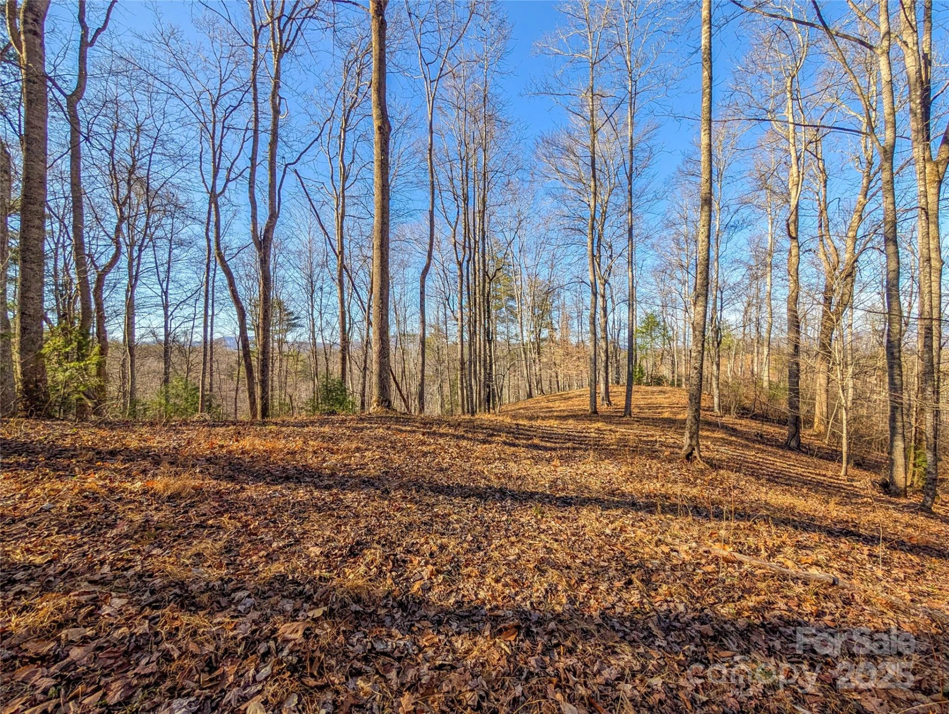 000 Bear Mountain Ridge - Photo 8