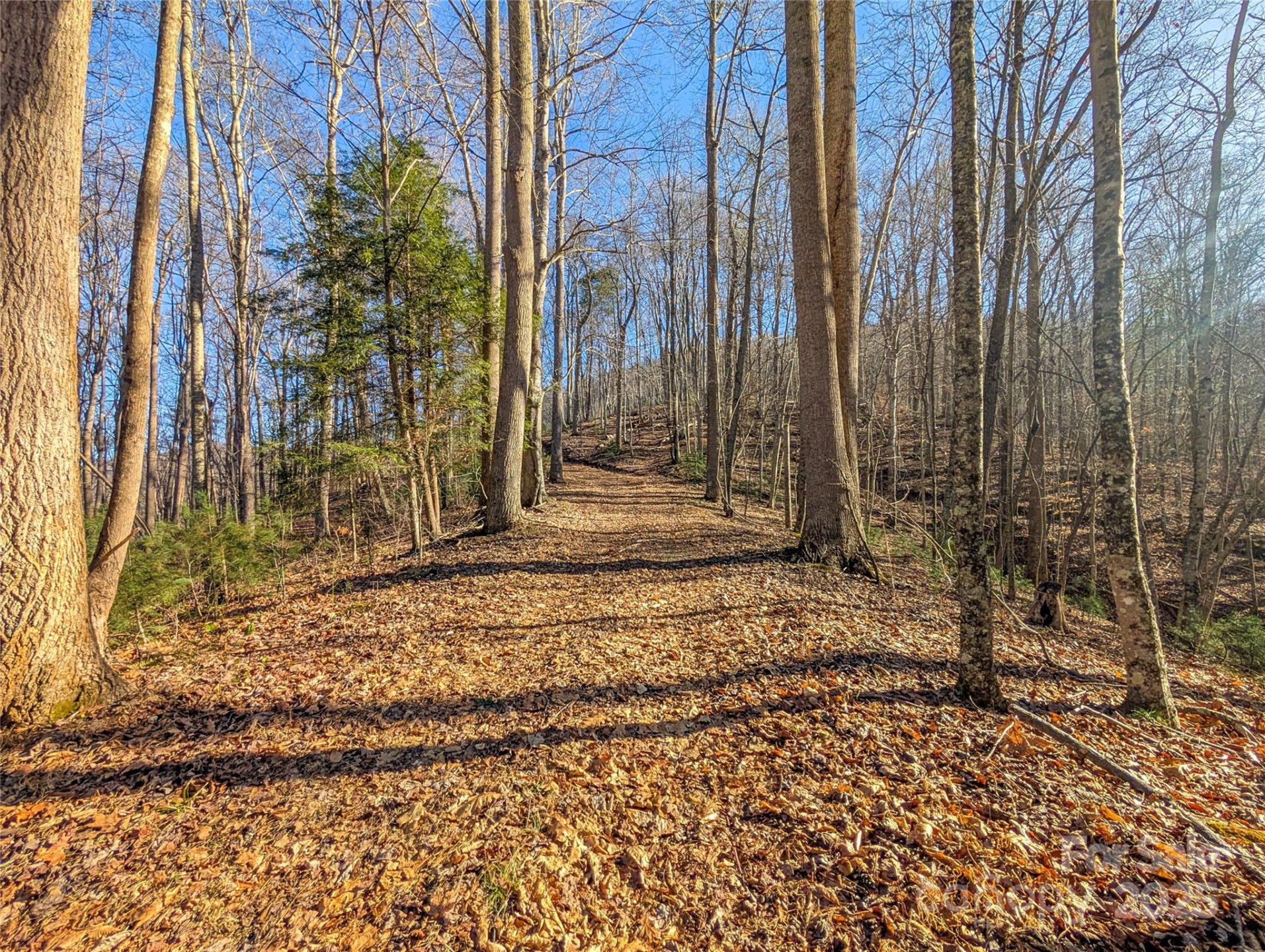 000 Bear Mountain Ridge - Photo 9