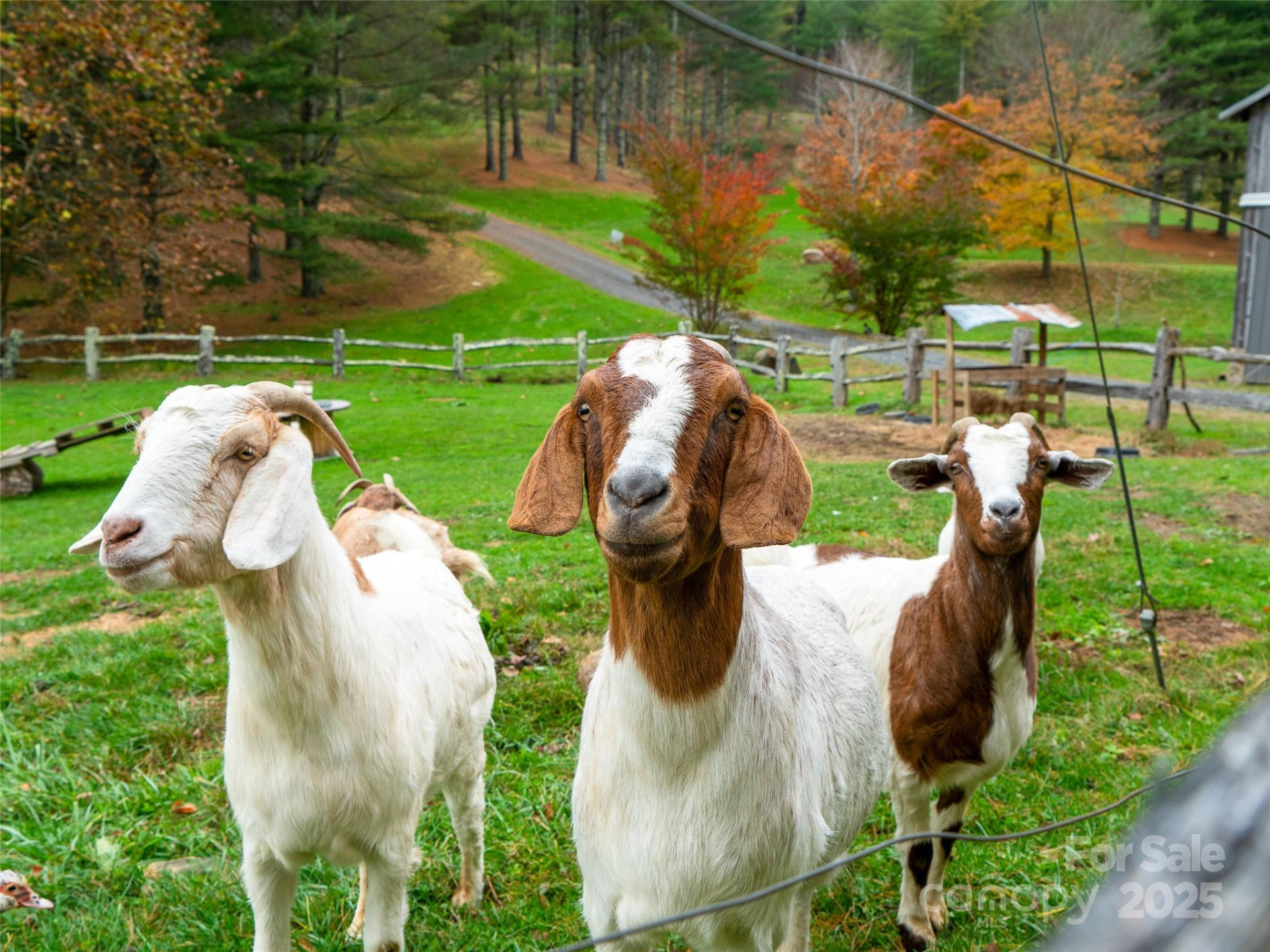 342 Big Rock Creek Drive - Photo 45