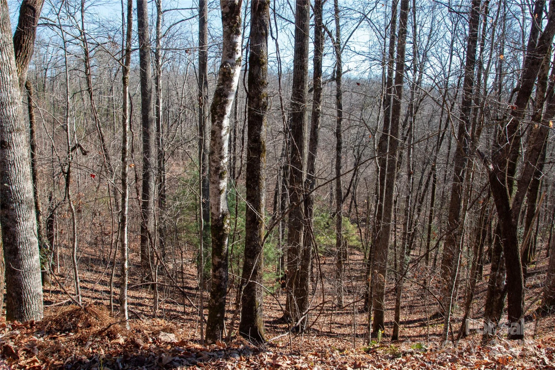 Lot 26 Big Branch Road - Photo 2