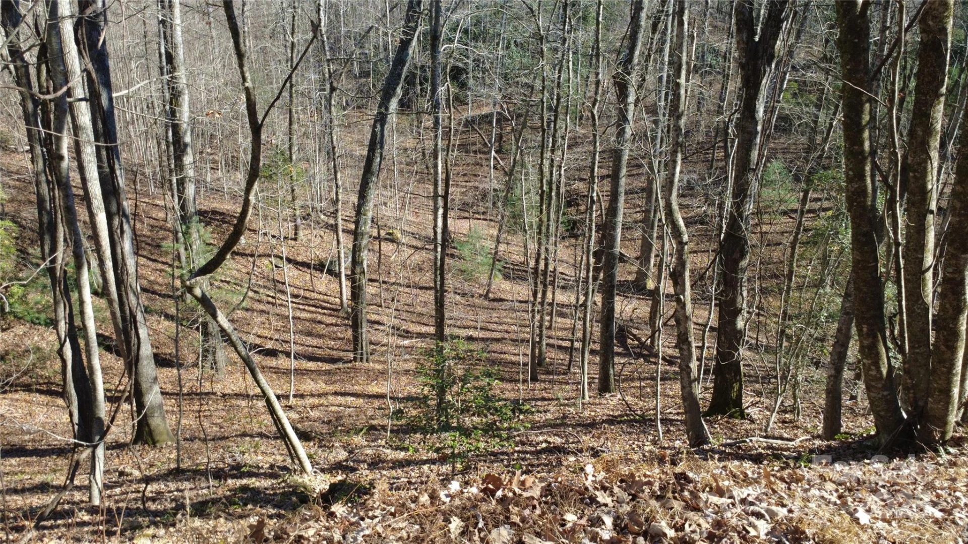 Lot 26 Big Branch Road - Photo 21