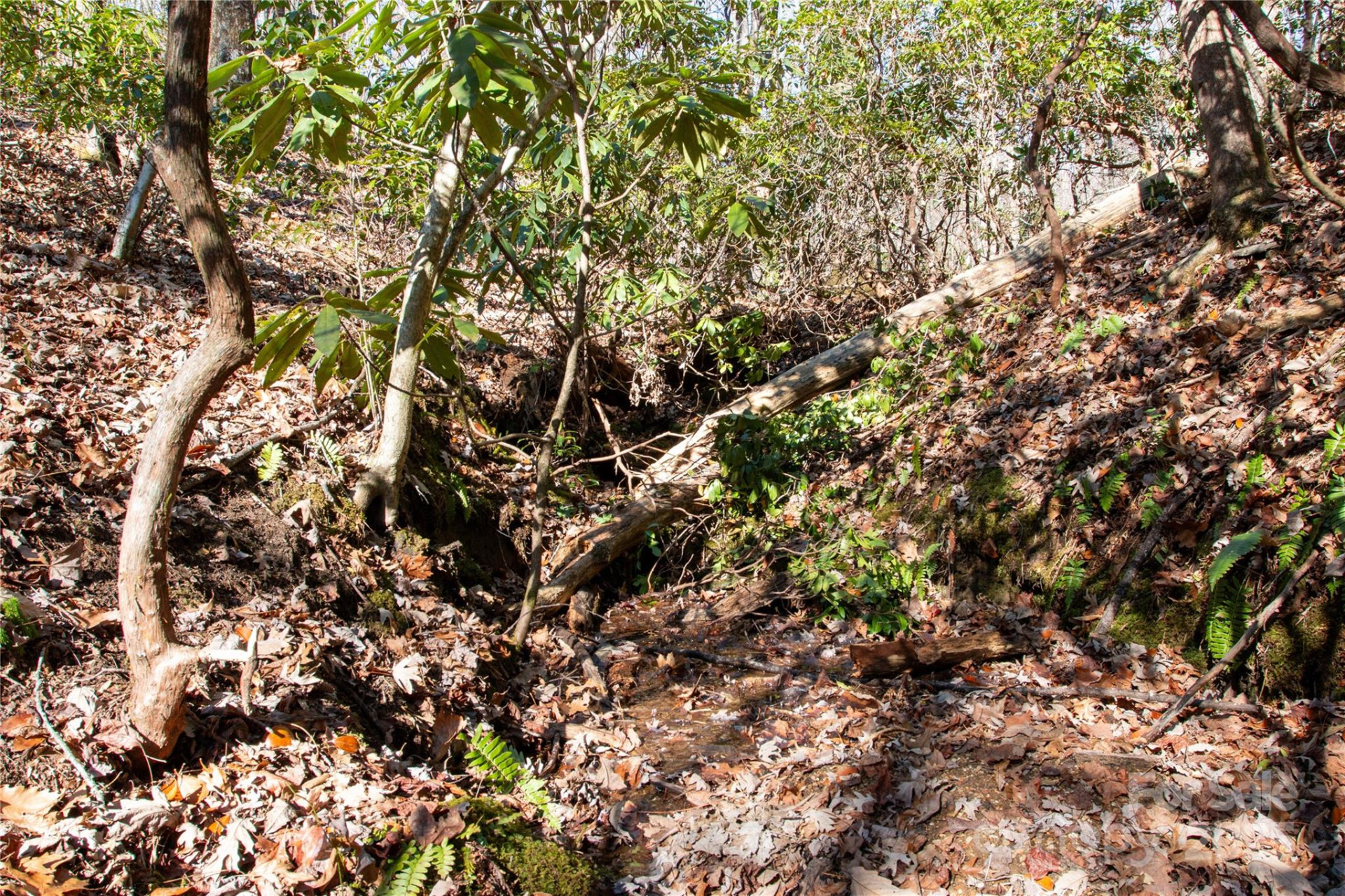 Lot 26 Big Branch Road - Photo 5