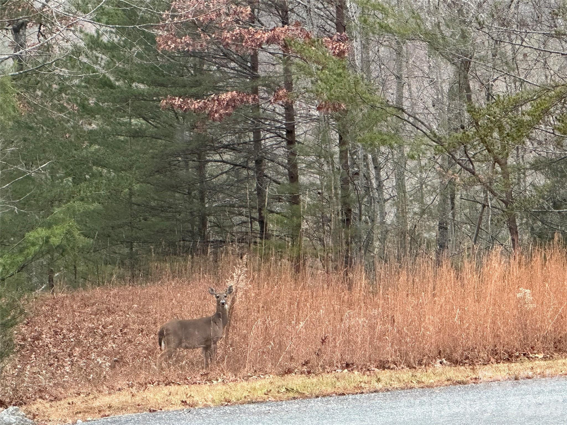 00 Jackson Cove Road #2 - Photo 19