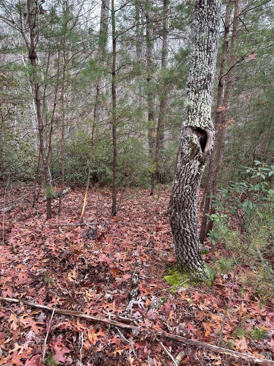 00 Jackson Cove Road #2 - Photo 9