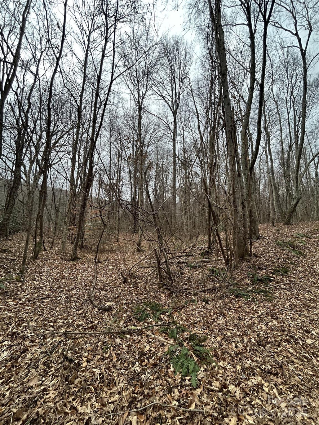 000 Lytle Cove Road - Photo 19