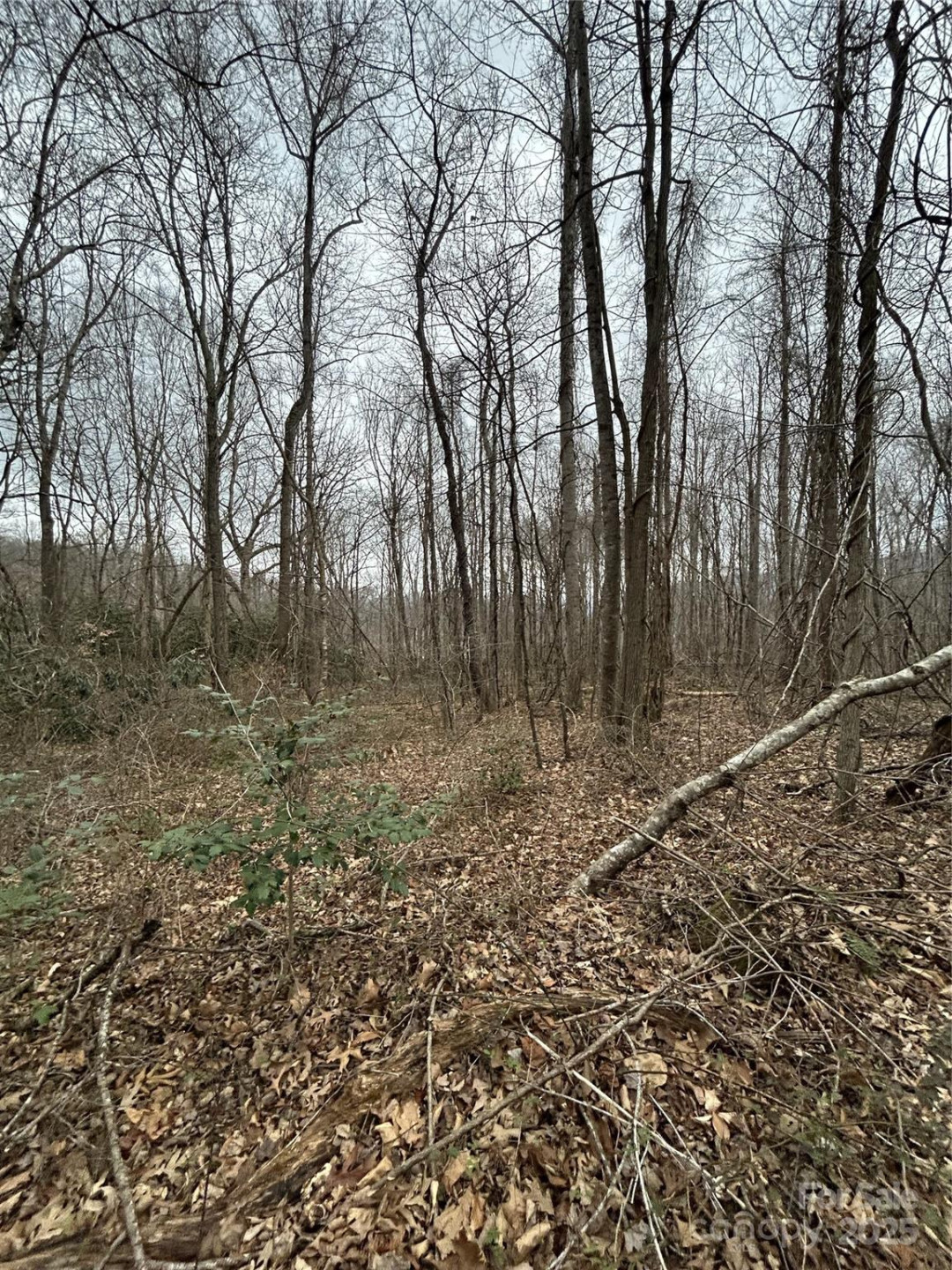 000 Lytle Cove Road - Photo 22