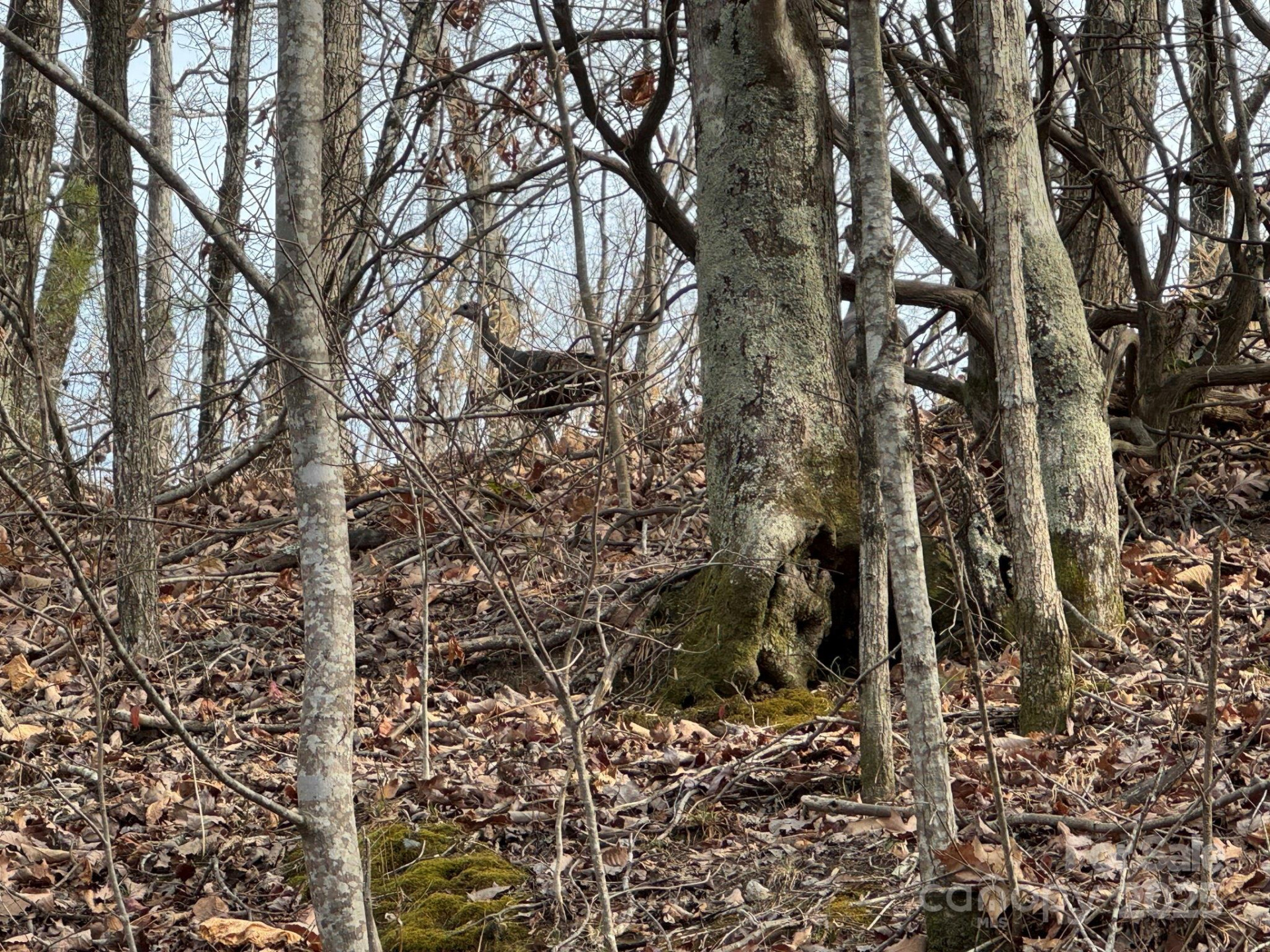 6955 Silver Creek Lane - Photo 4