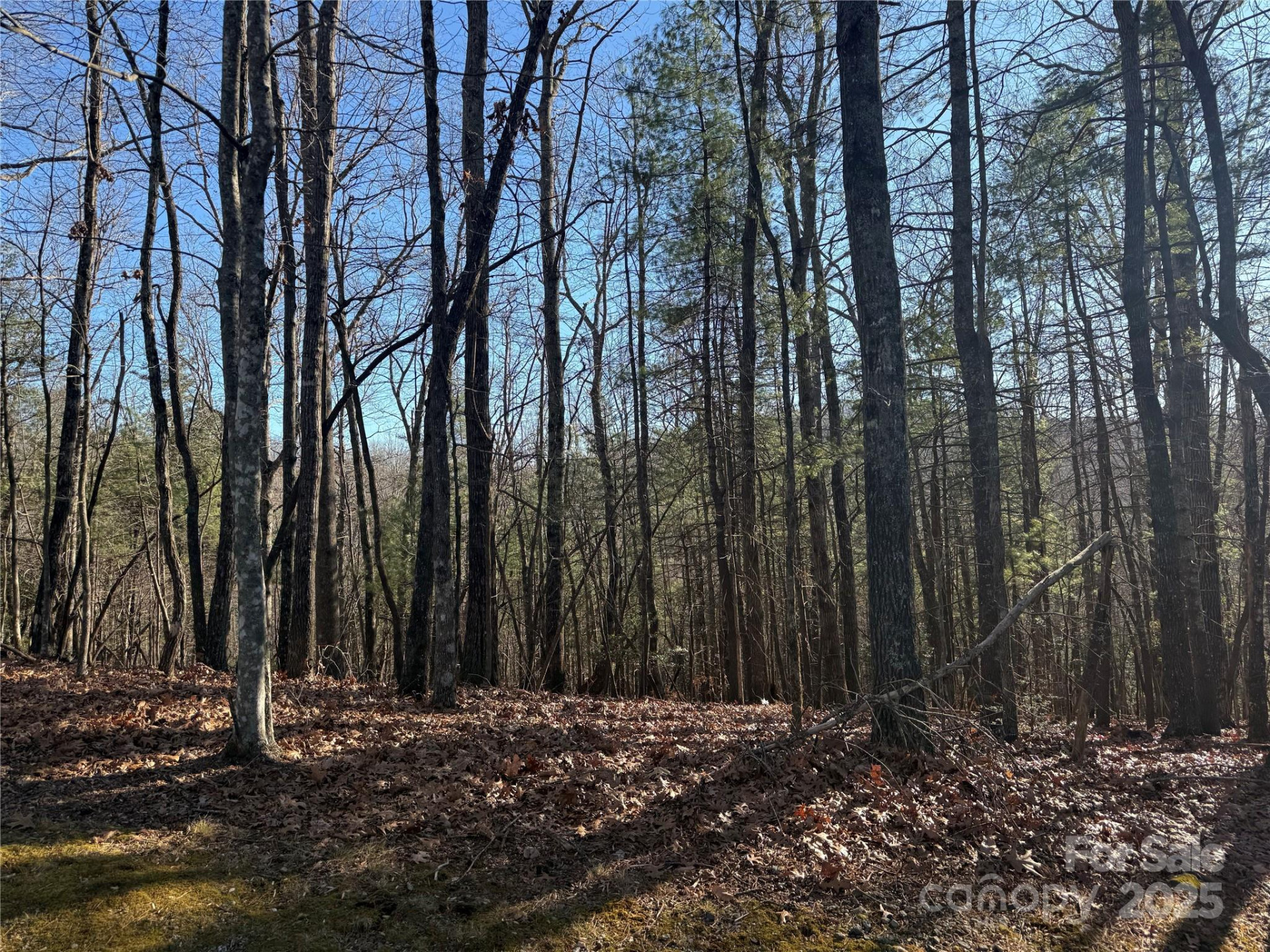 V/L Spanish Oak Drive #9 - Photo 3