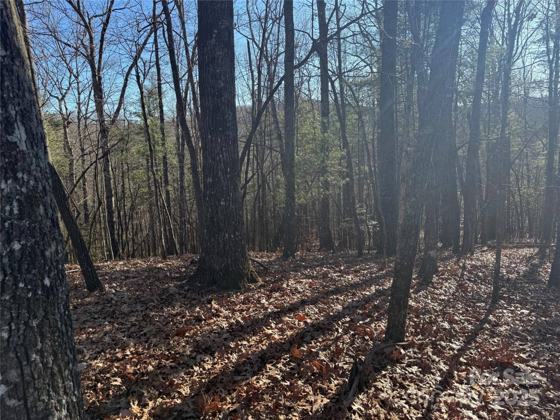 V/L Spanish Oak Drive #9 - Photo 4