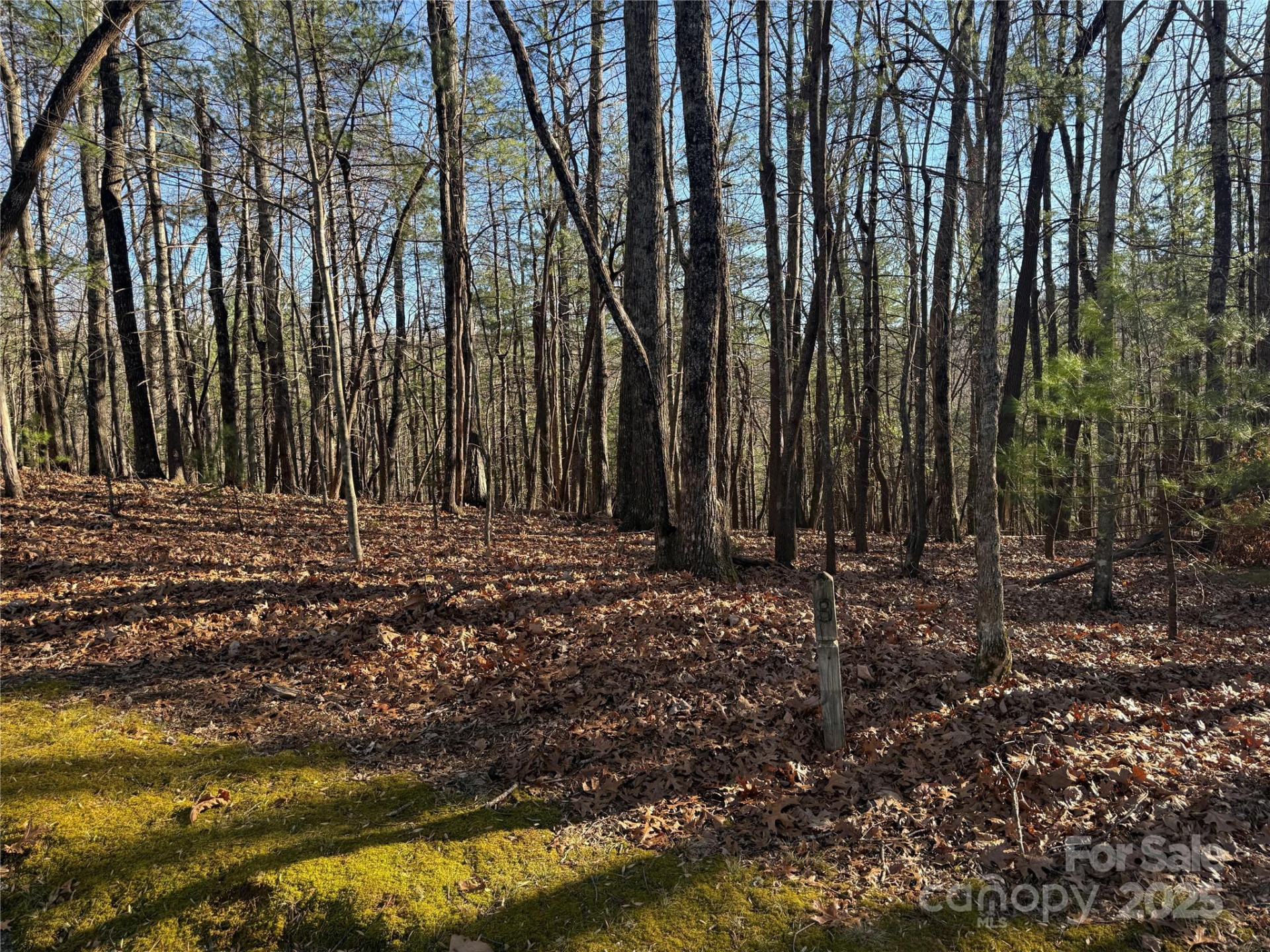 V/L Spanish Oak Drive #9 - Photo 5