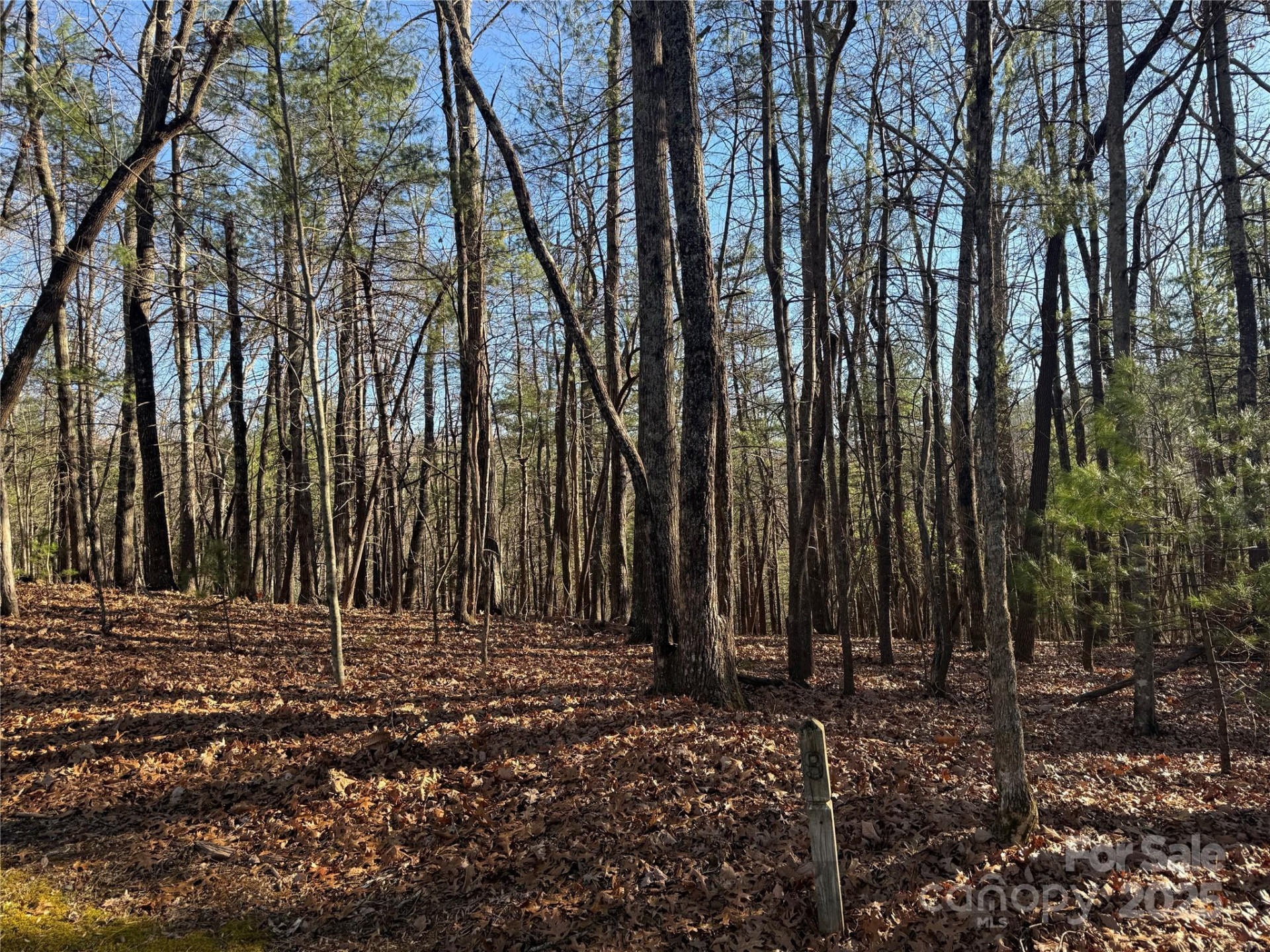 V/L Spanish Oak Drive #9 - Photo 6