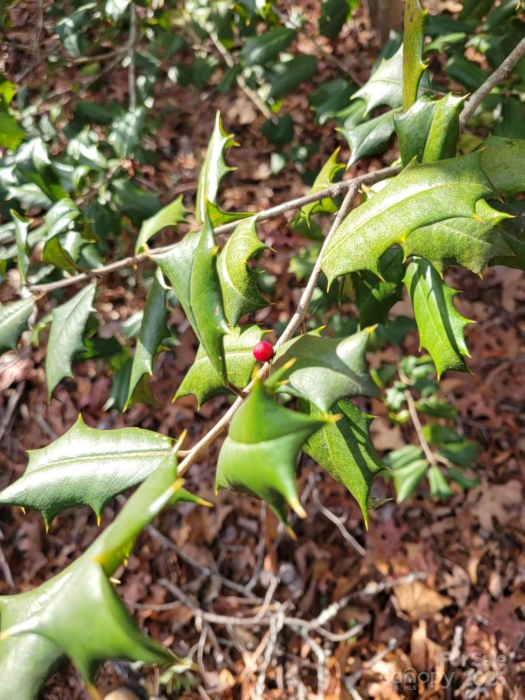 000 Skylark Lane #8 - Photo 13