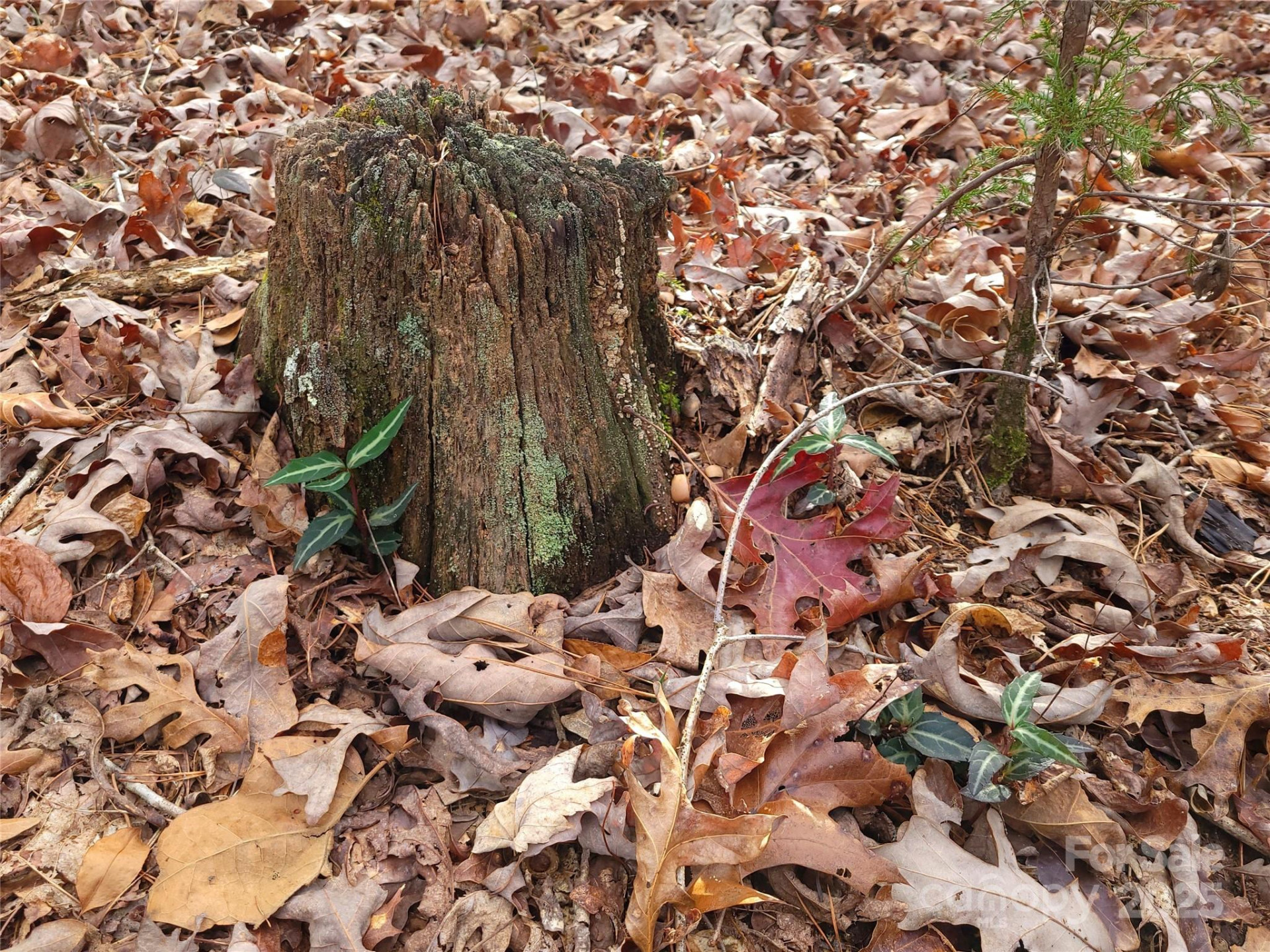 000 Skylark Lane #8 - Photo 14