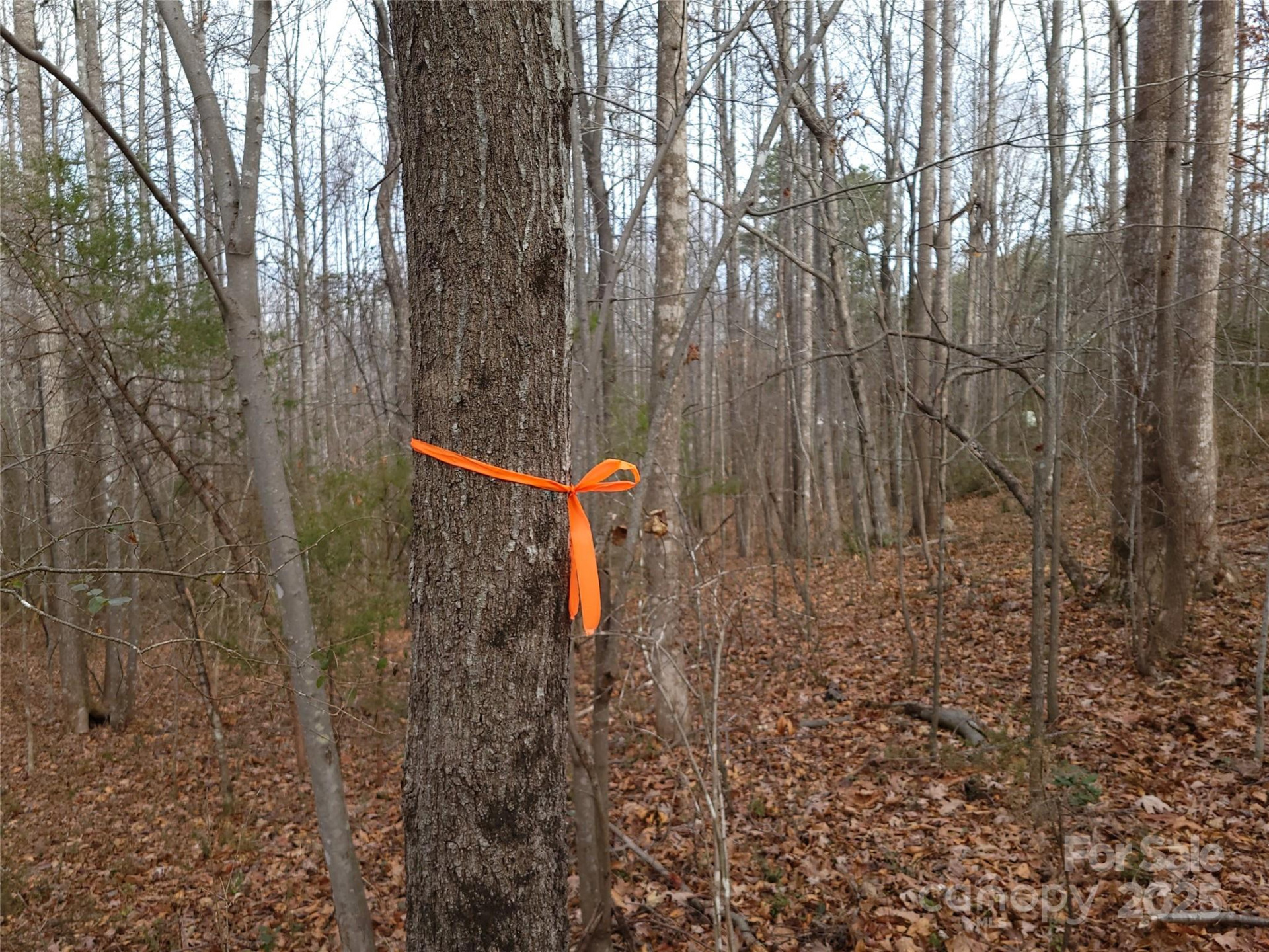 000 Skylark Lane #8 - Photo 10