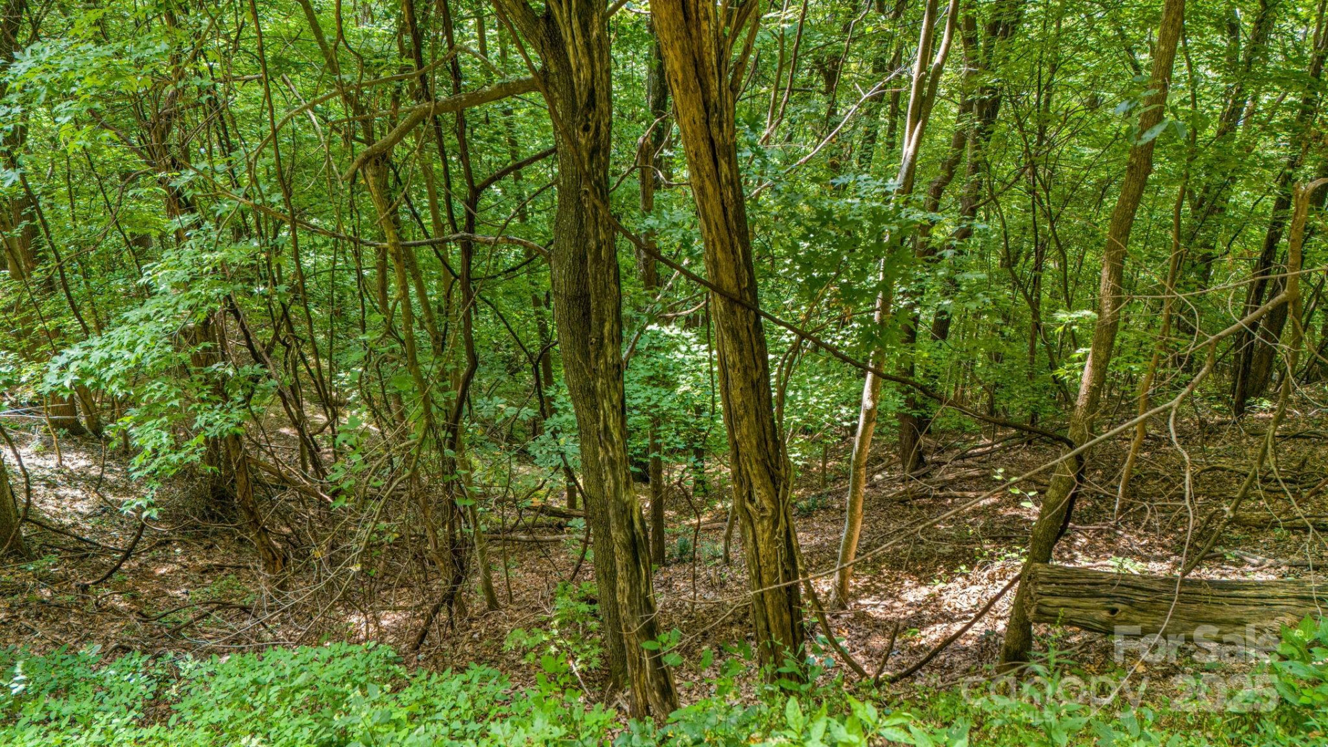 Lot 21 Cat Pen Branch Road - Photo 15