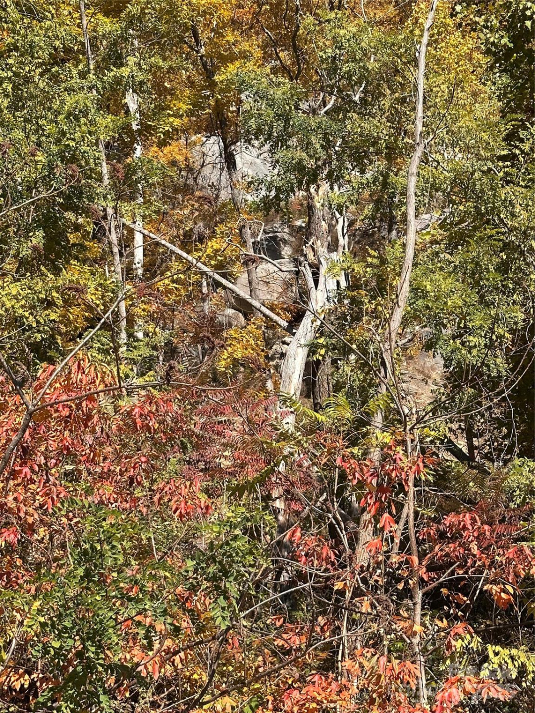 000 Cascada Vista Drive - Photo 2