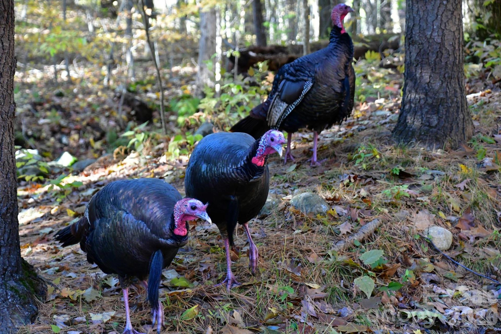 40 Country Bear Lane - Photo 43