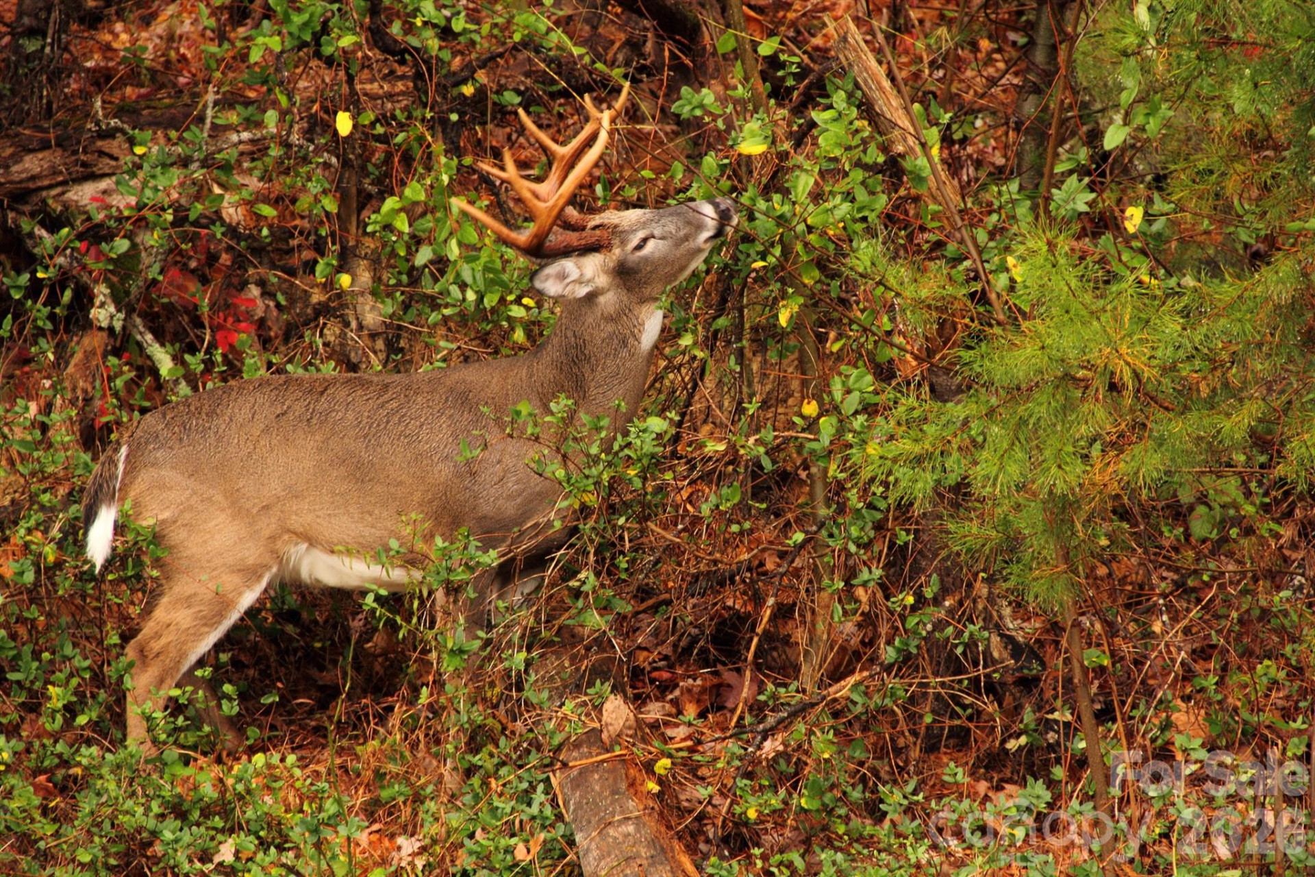 40 Country Bear Lane - Photo 44