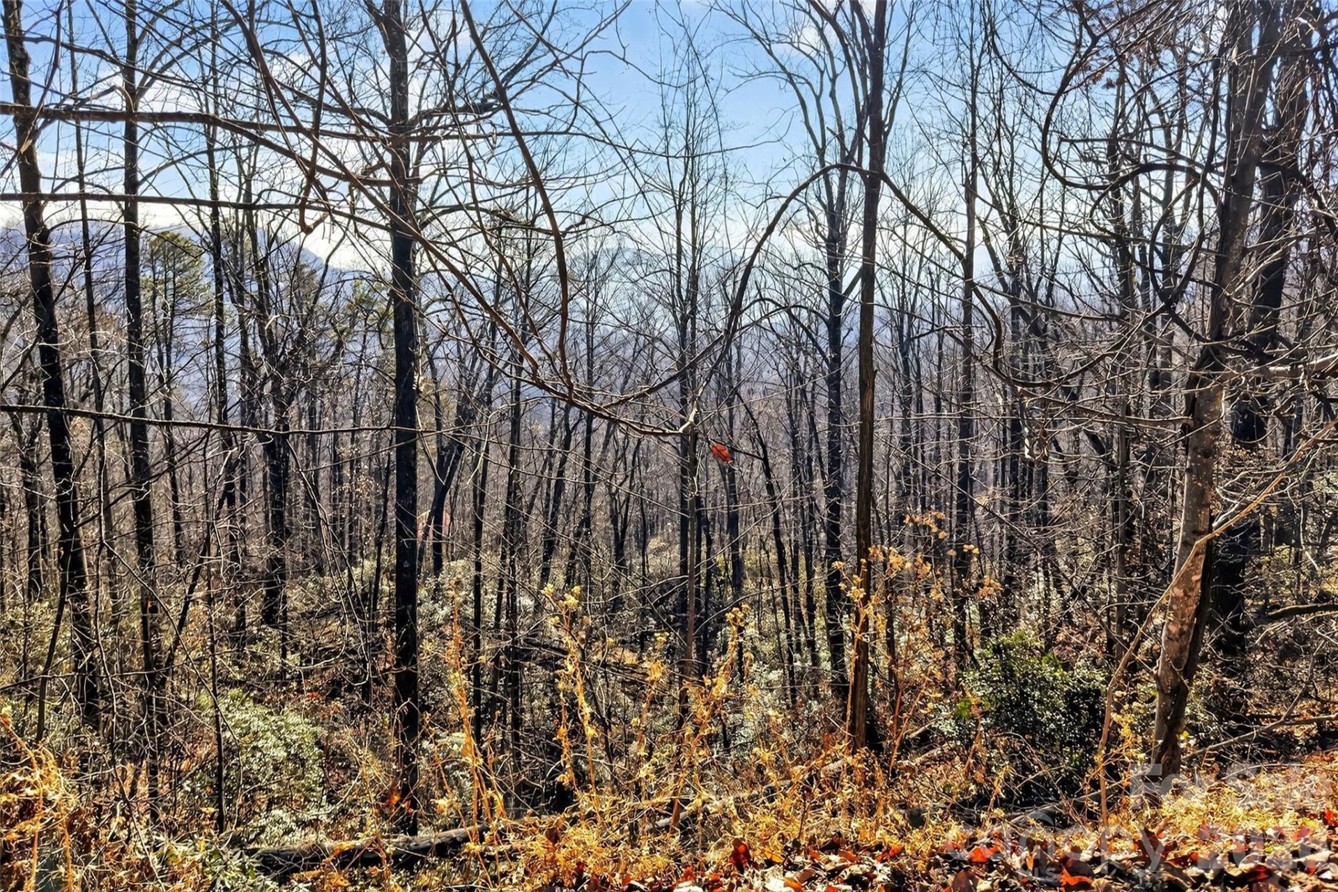 100 Wolf Pen Road - Photo 5