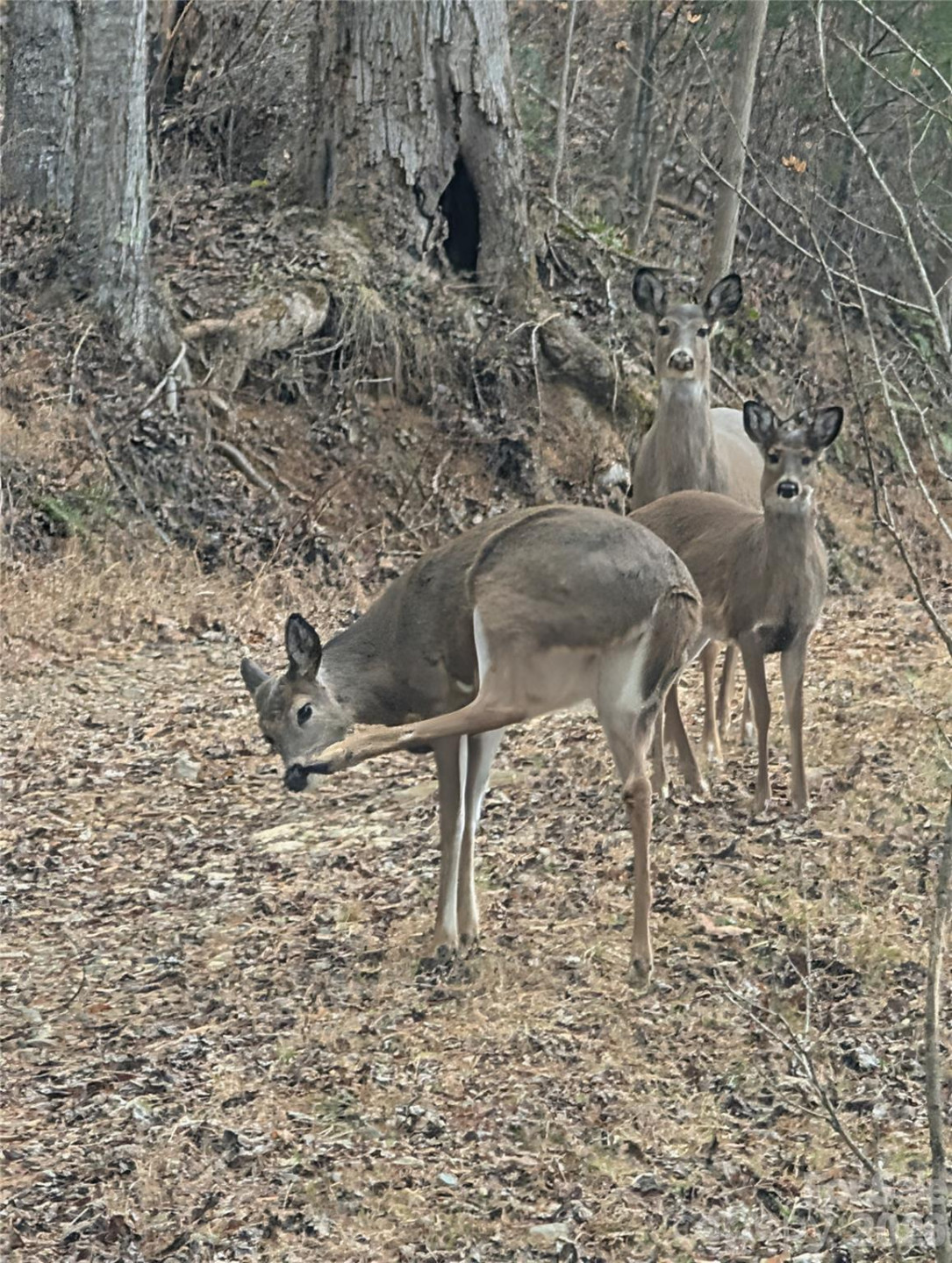 151 Thunderstruck Ridge - Photo 13