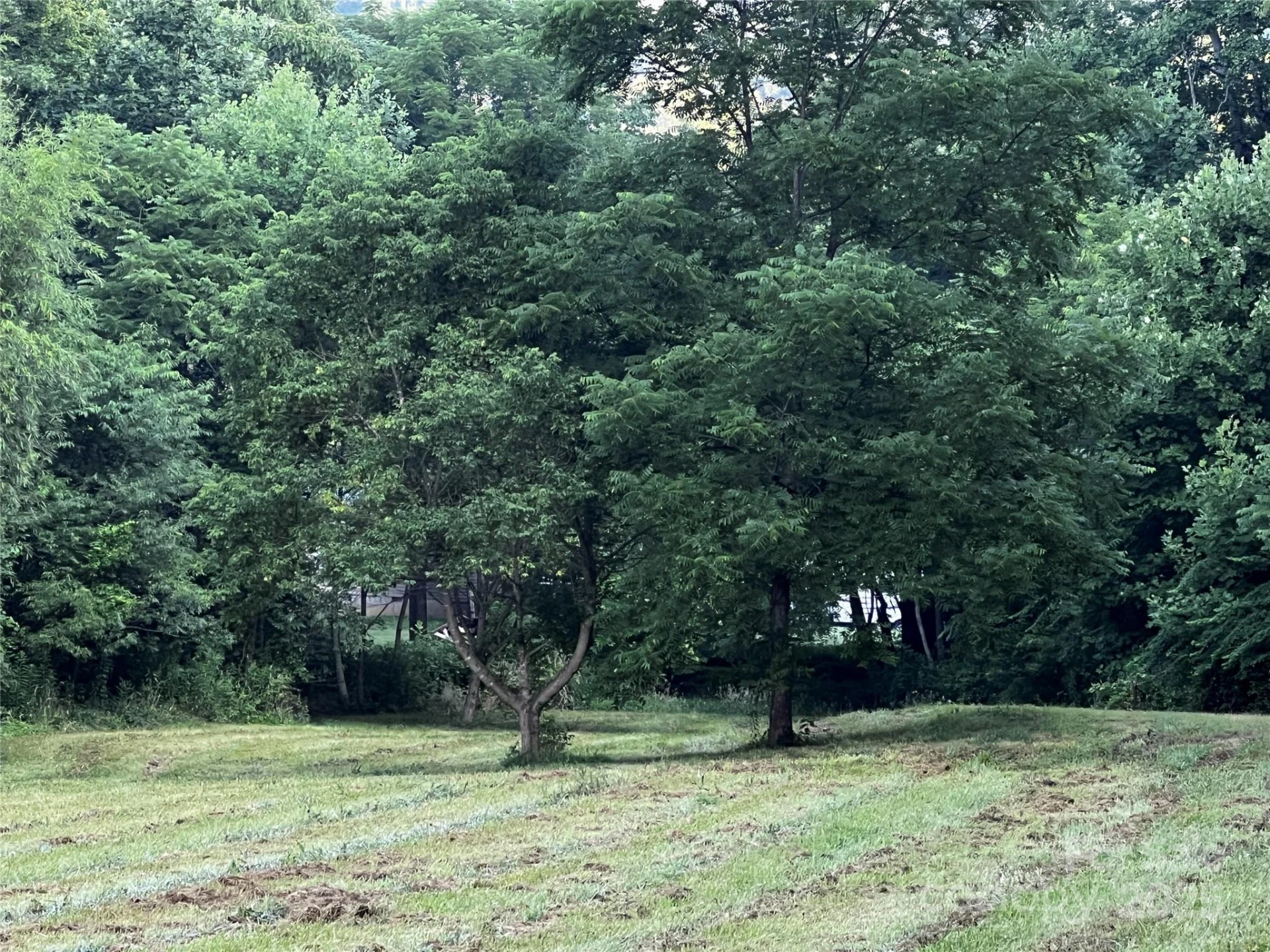 Lot 1 Turtle Rock Lane - Photo 2