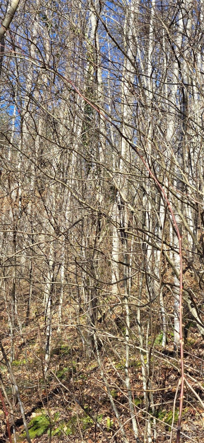 Lot 1 Turtle Rock Lane - Photo 24