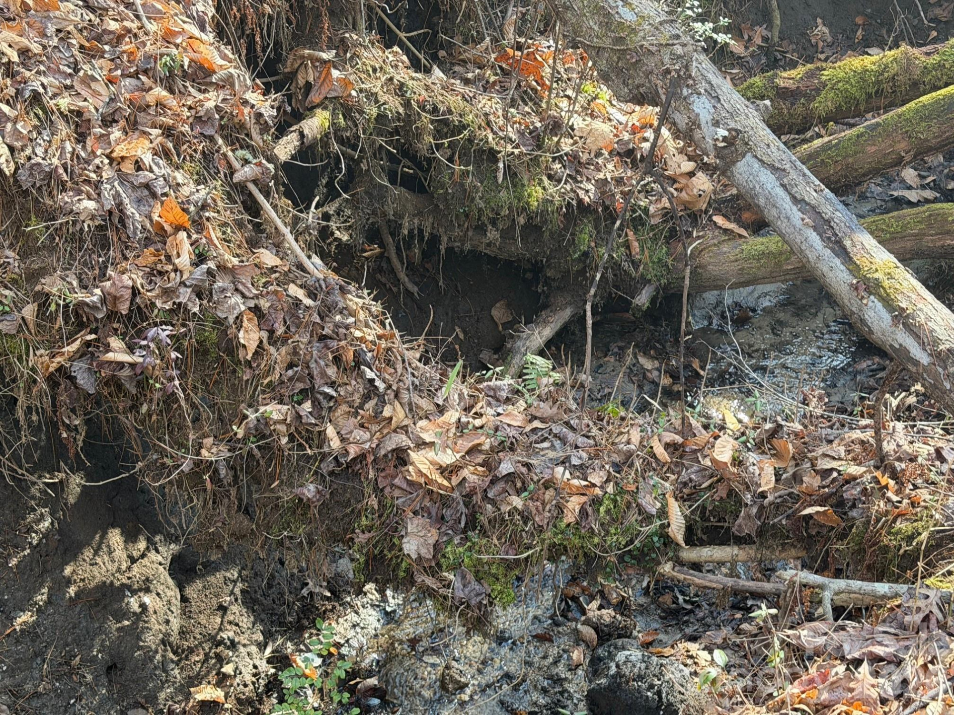 Lot 52 High Hemlock Trail #52 - Photo 11