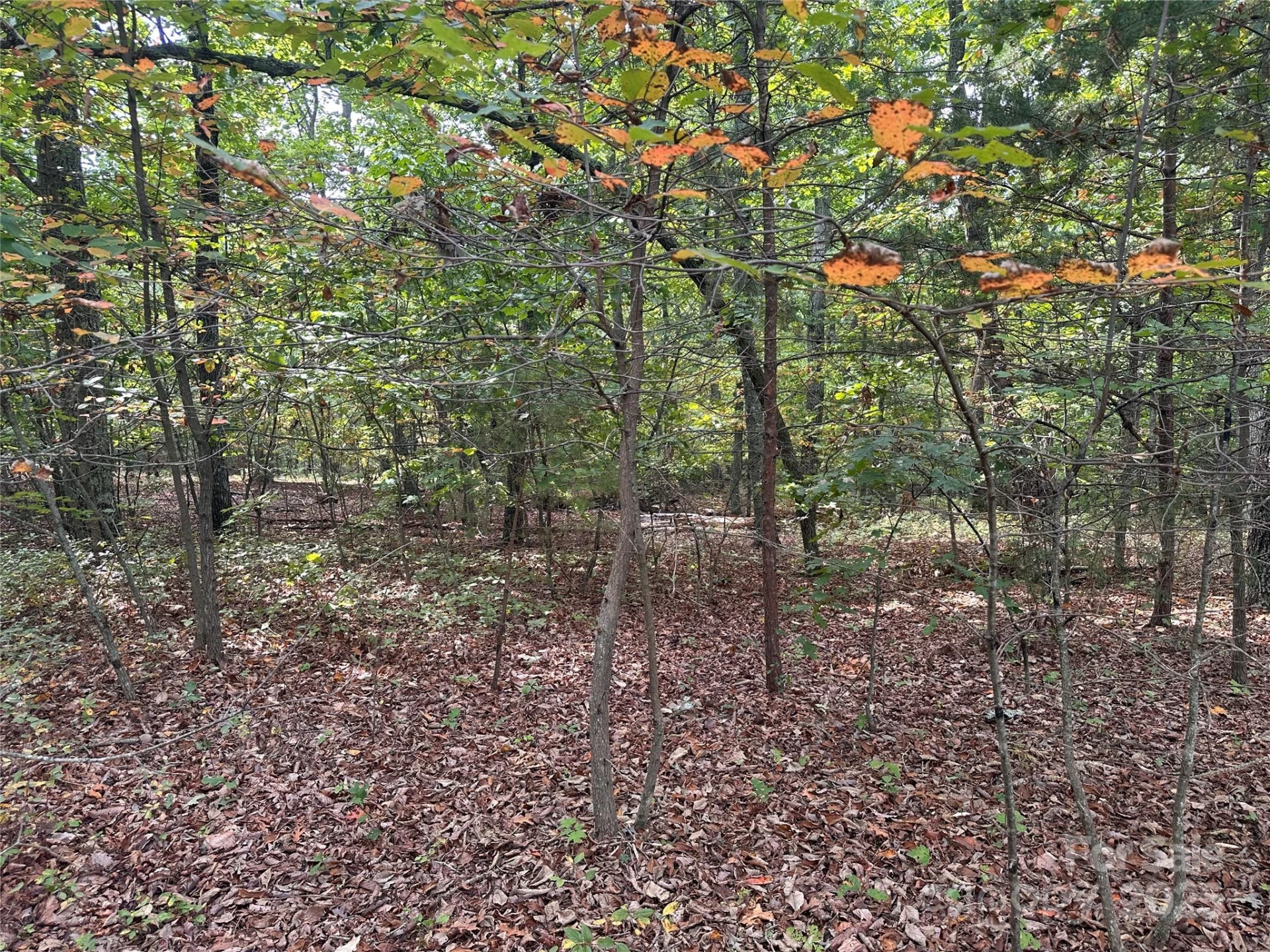 333 Mossy Oak Trail #164 - Photo 2