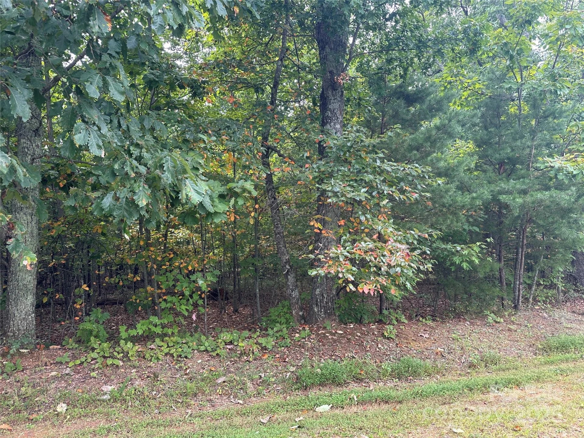 333 Mossy Oak Trail #164 - Photo 11