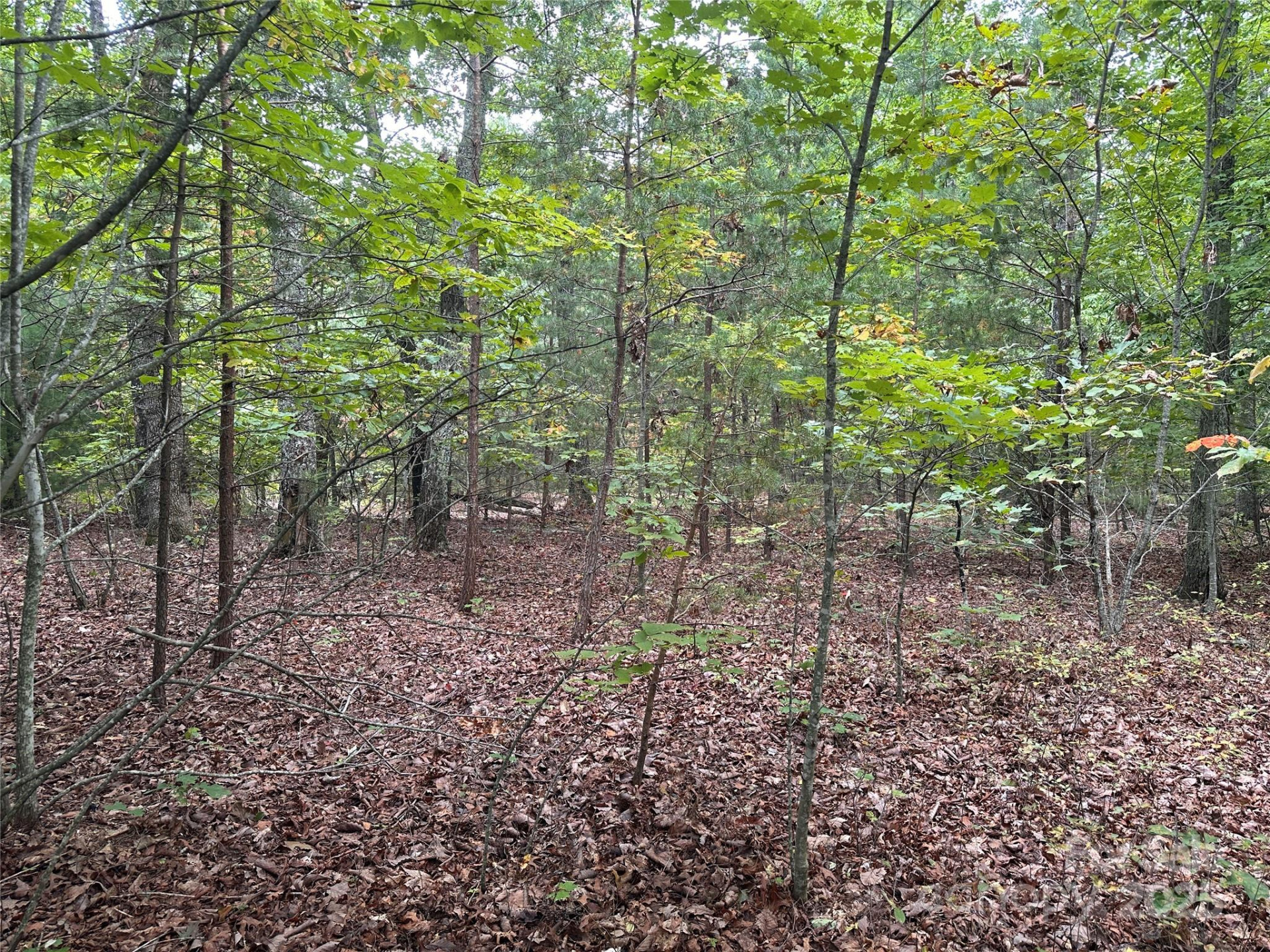 333 Mossy Oak Trail #164 - Photo 3