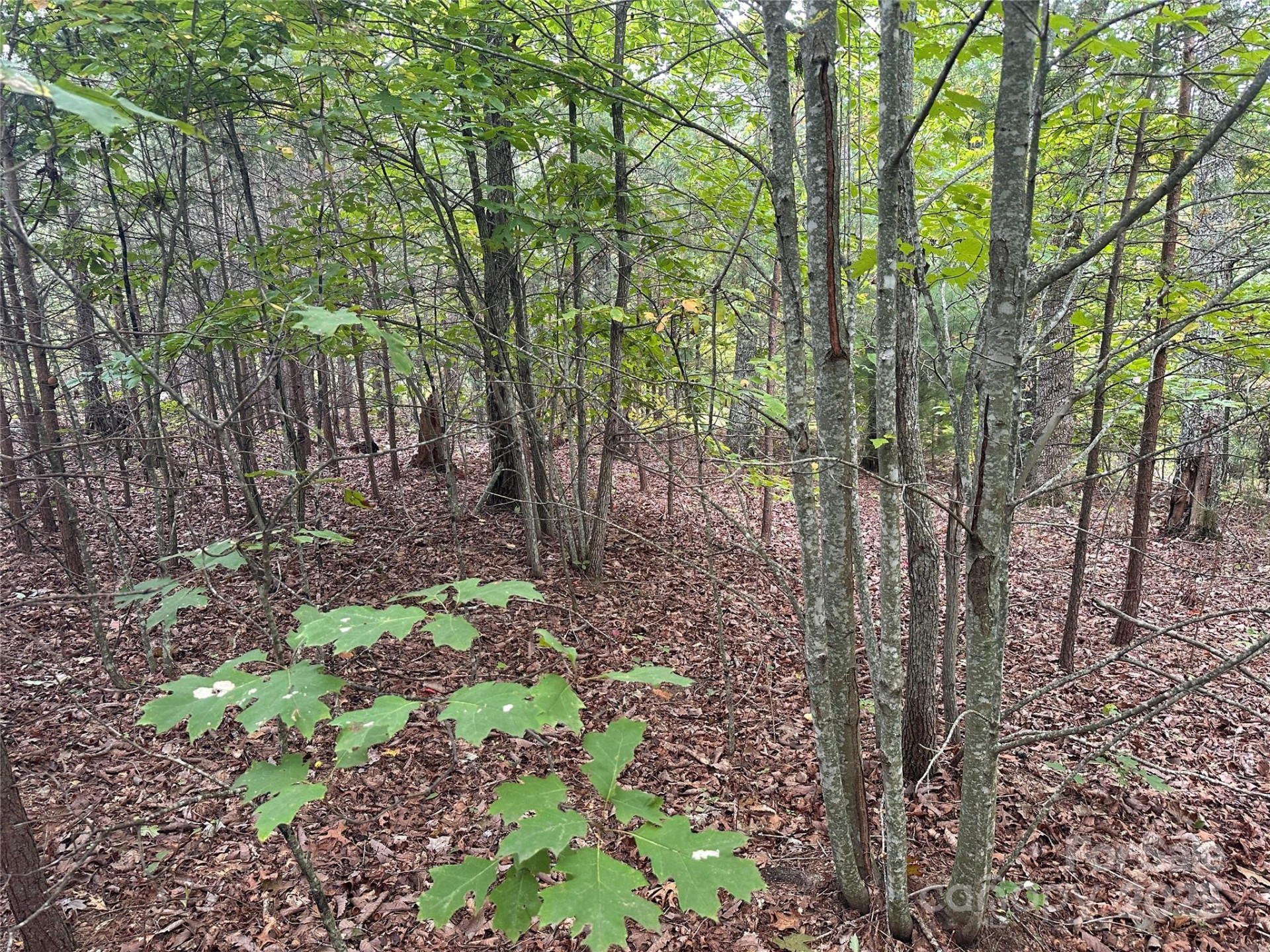 333 Mossy Oak Trail #164 - Photo 4