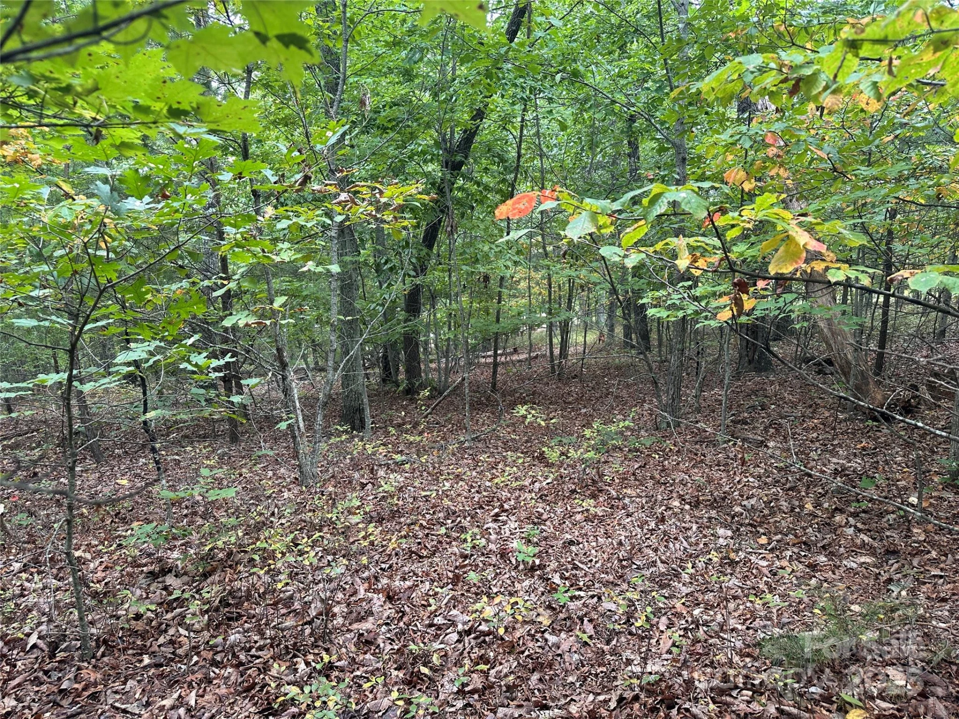 333 Mossy Oak Trail #164 - Photo 5
