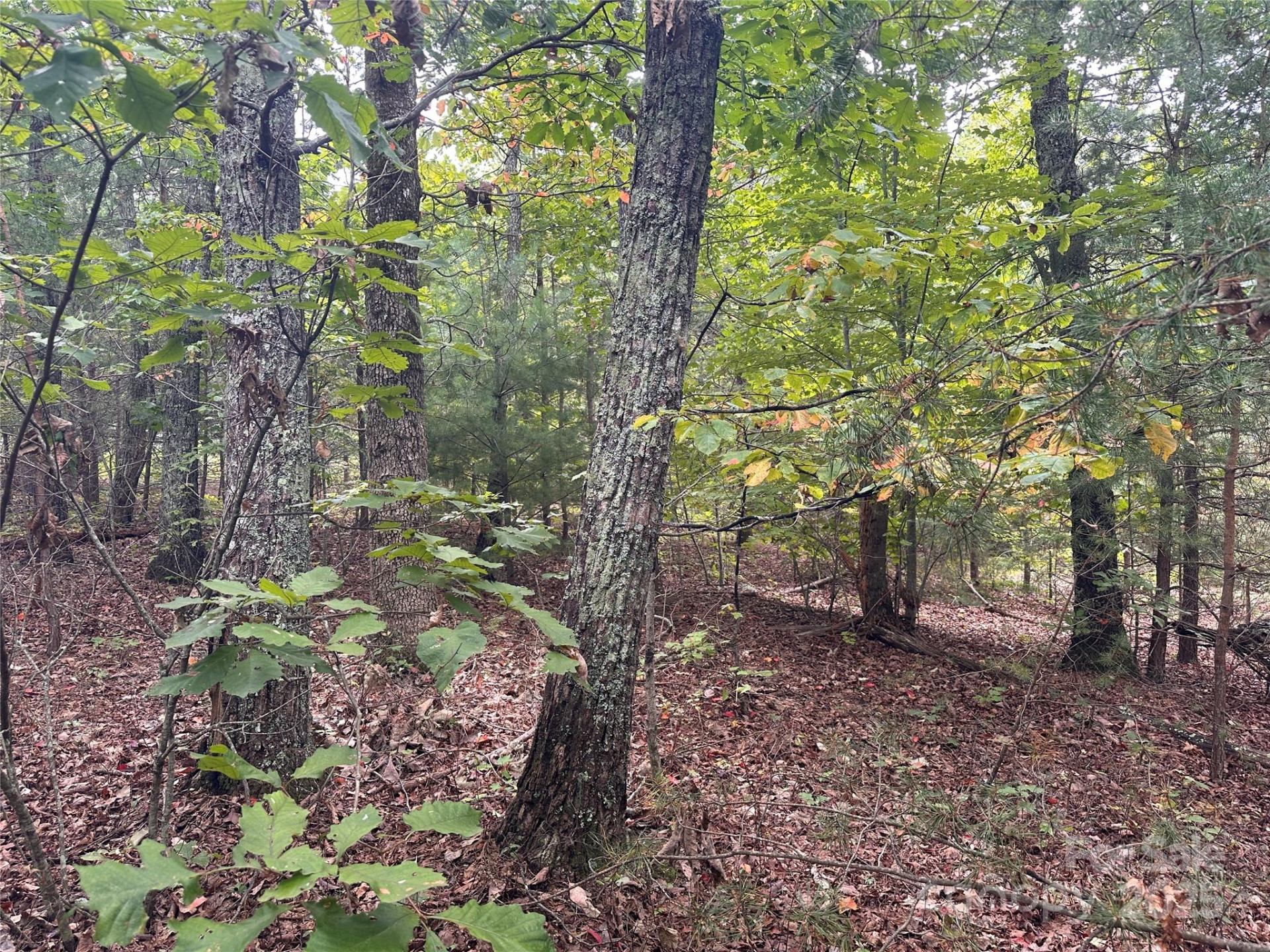 333 Mossy Oak Trail #164 - Photo 6