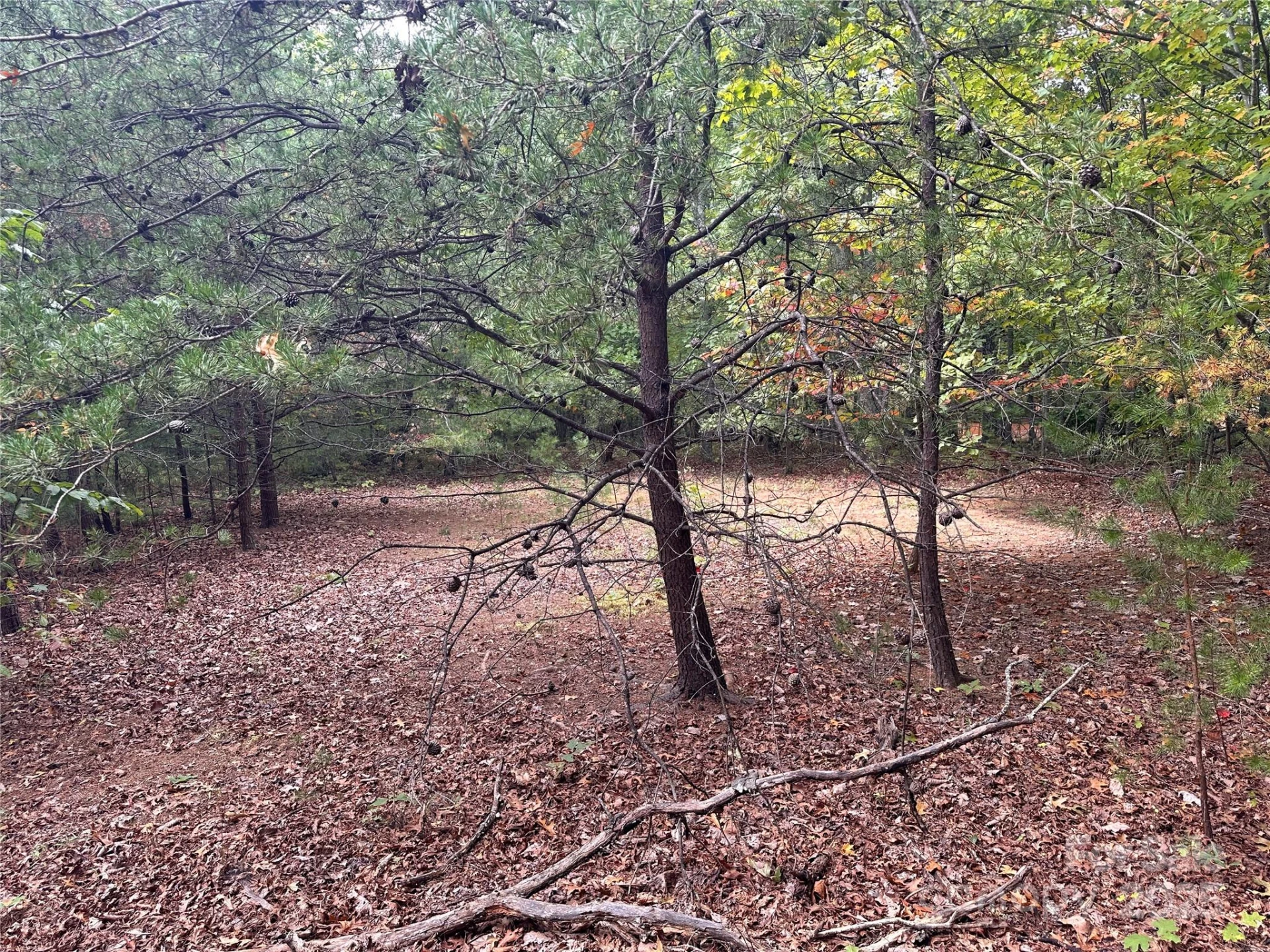 333 Mossy Oak Trail #164 - Photo 7
