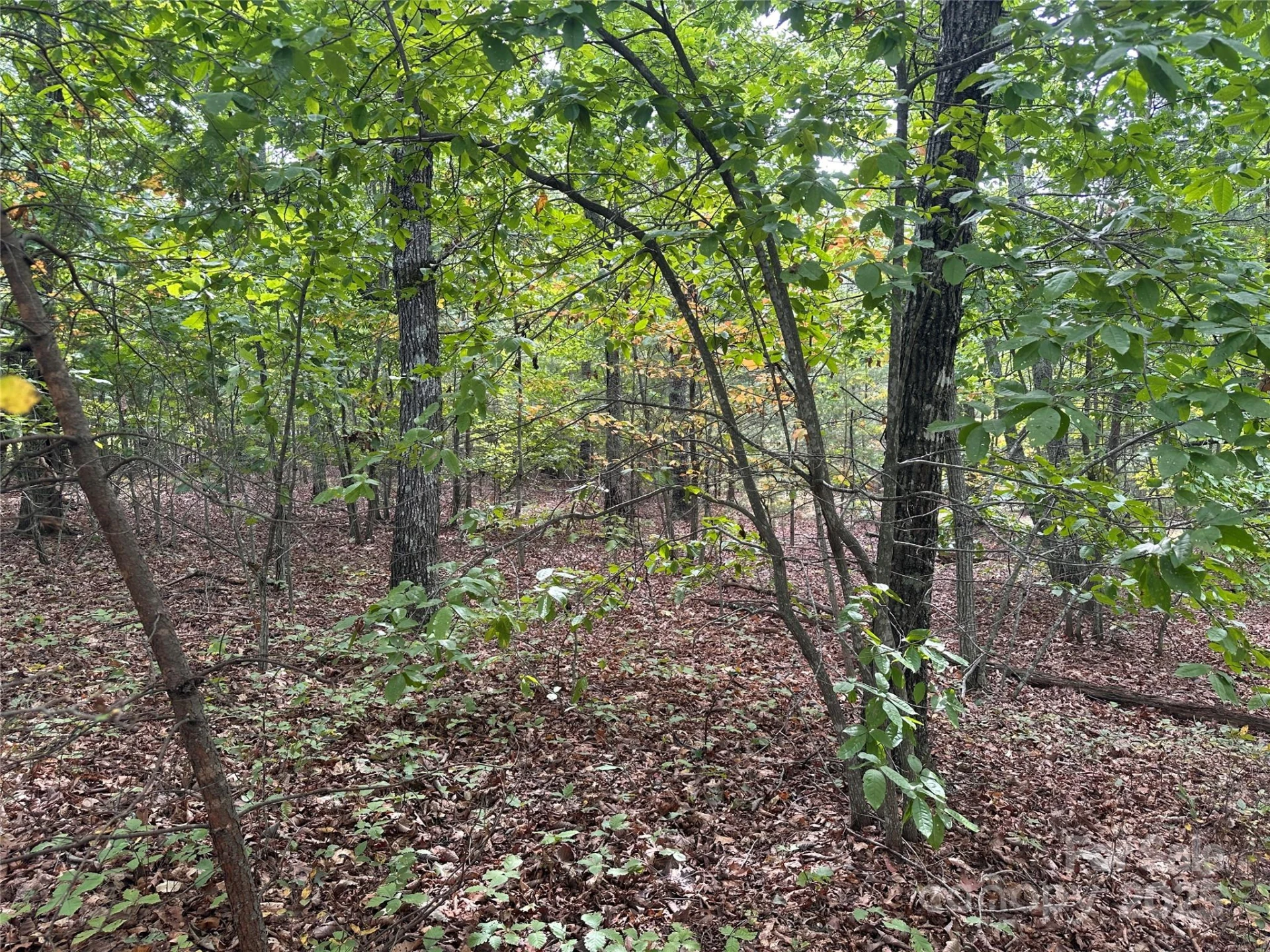 333 Mossy Oak Trail #164 - Photo 9
