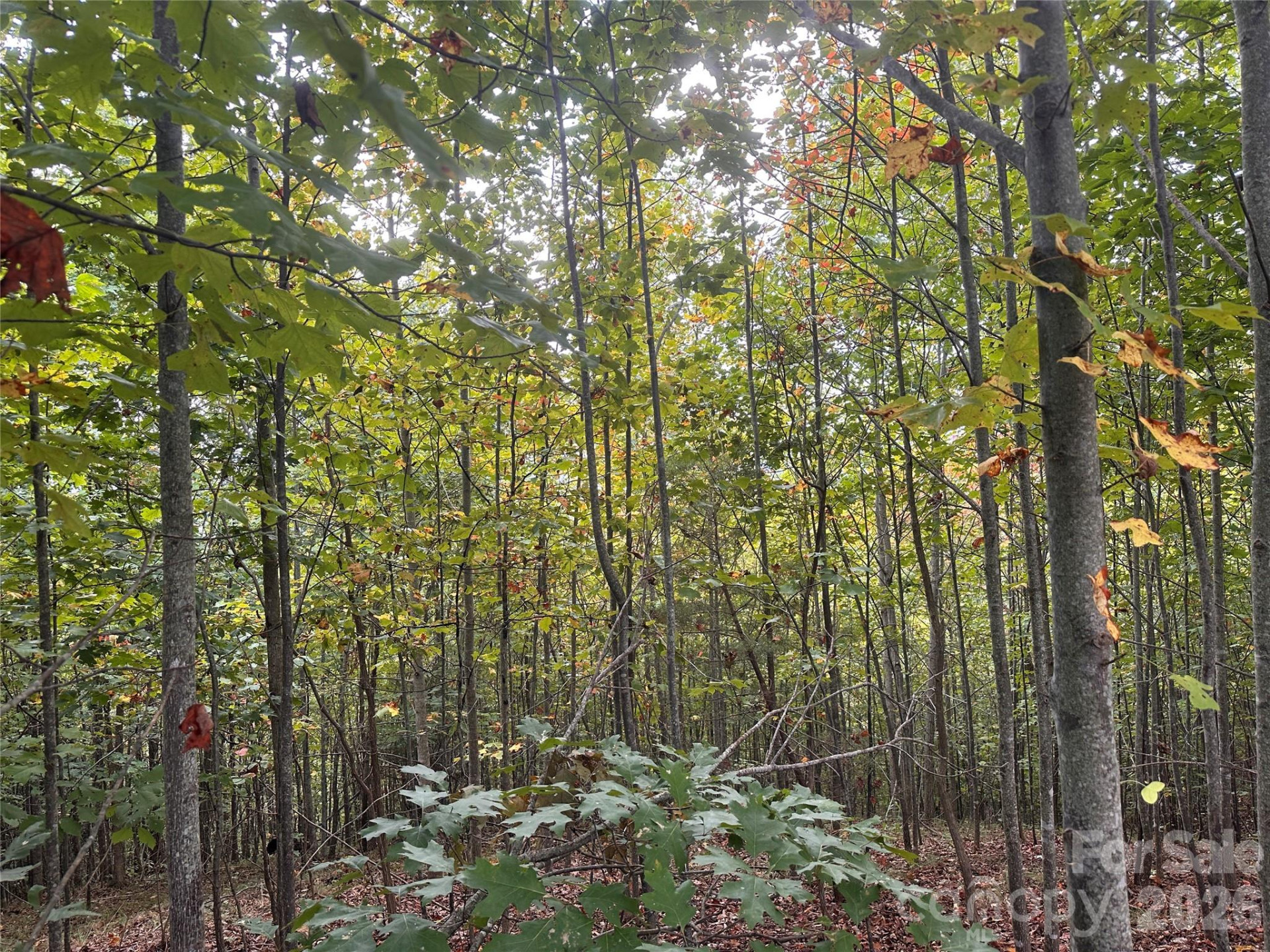 311 Scenic Vista Drive #254 - Photo 4