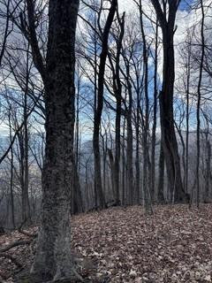 00 Mule Stomp Road - Photo 14