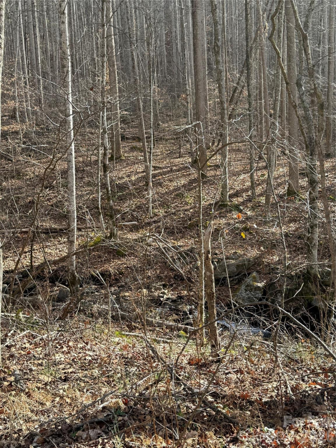 00000 Martins Creek Road - Photo 3