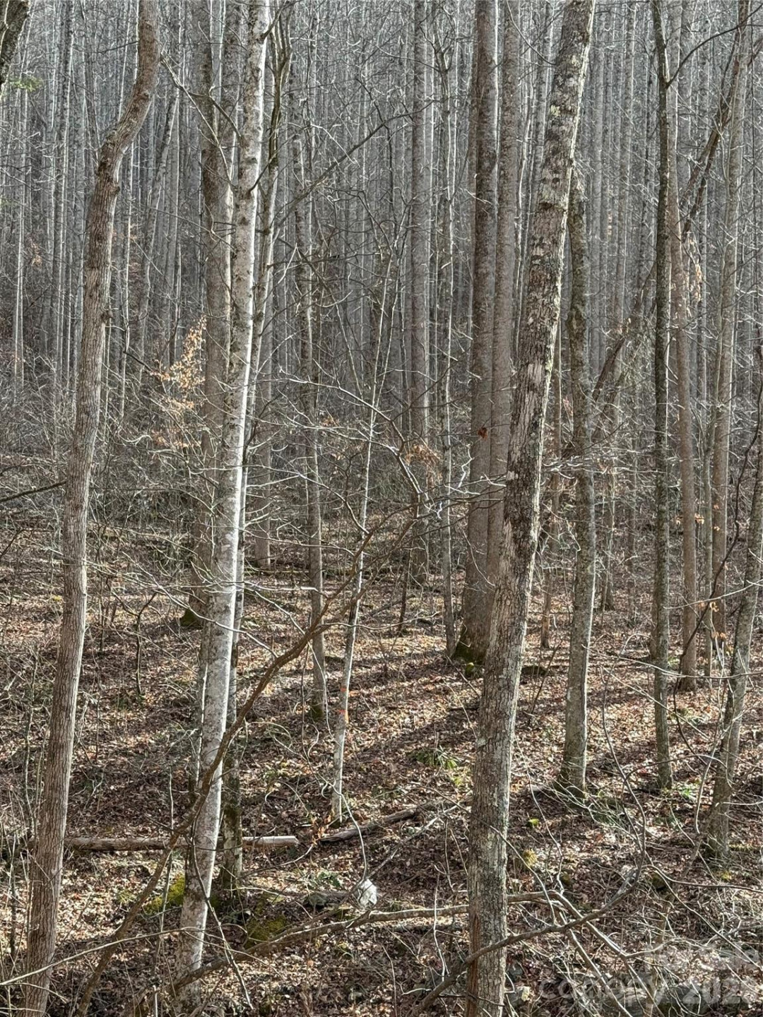 00000 Martins Creek Road - Photo 4