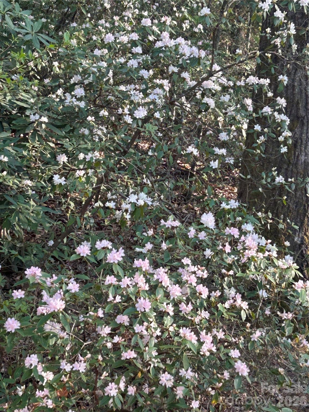 1413 Golf Course Road #24A - Photo 49