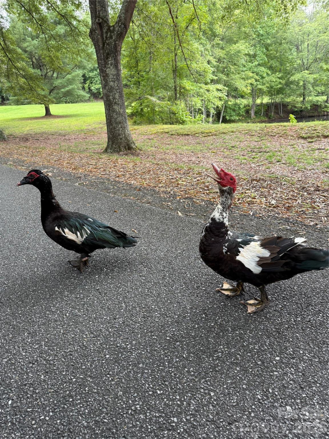 3181 Shag Bark Road - Photo 36