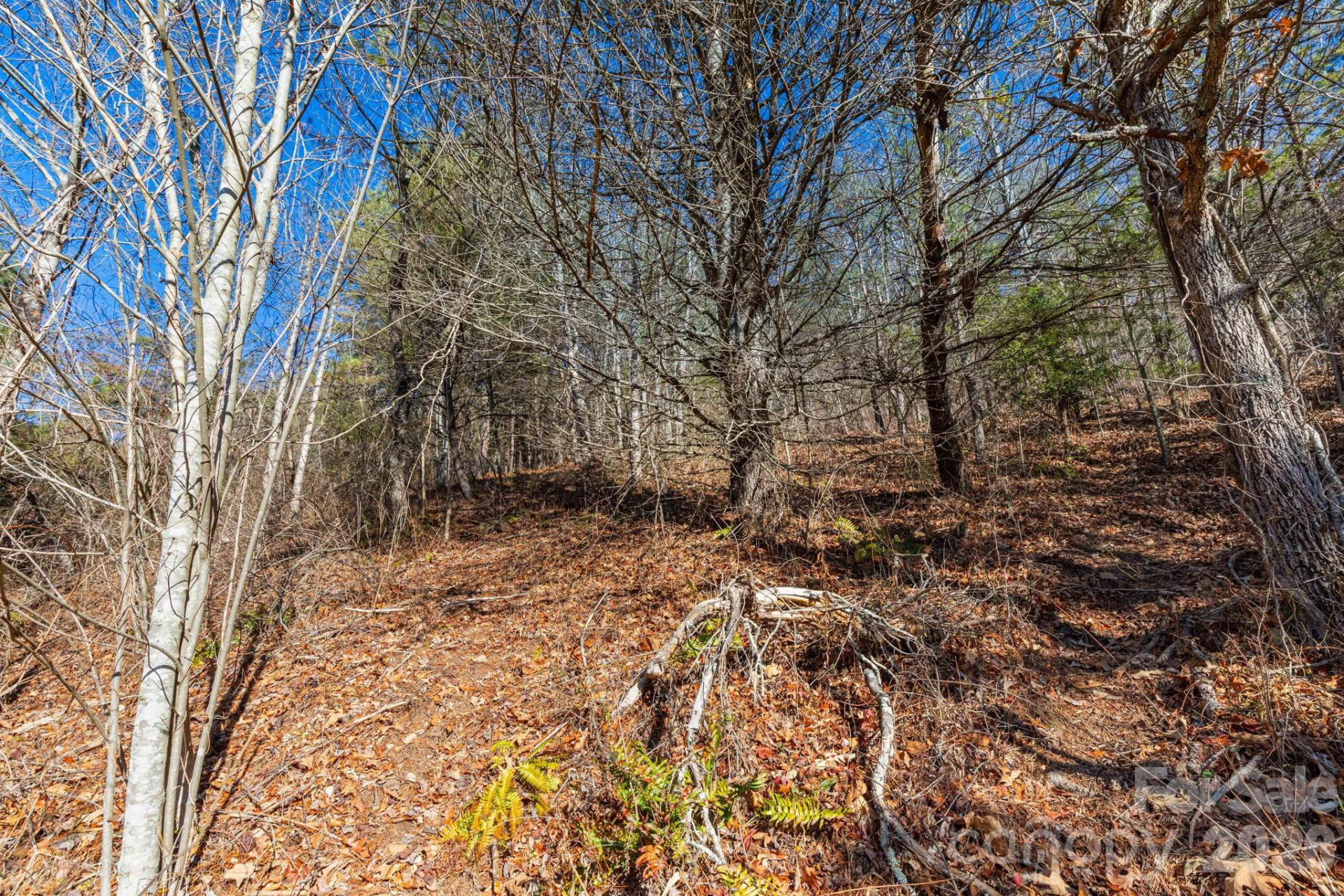 999 Rosalie Lane #6 - Photo 5