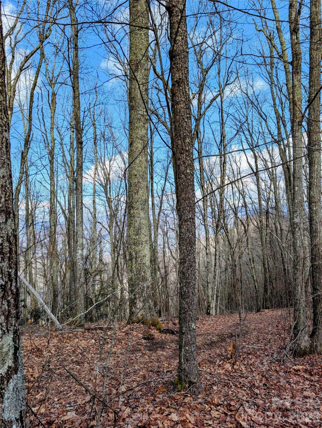 #49 Hazel Top Section, Teaberry Ridge Road - Photo 4