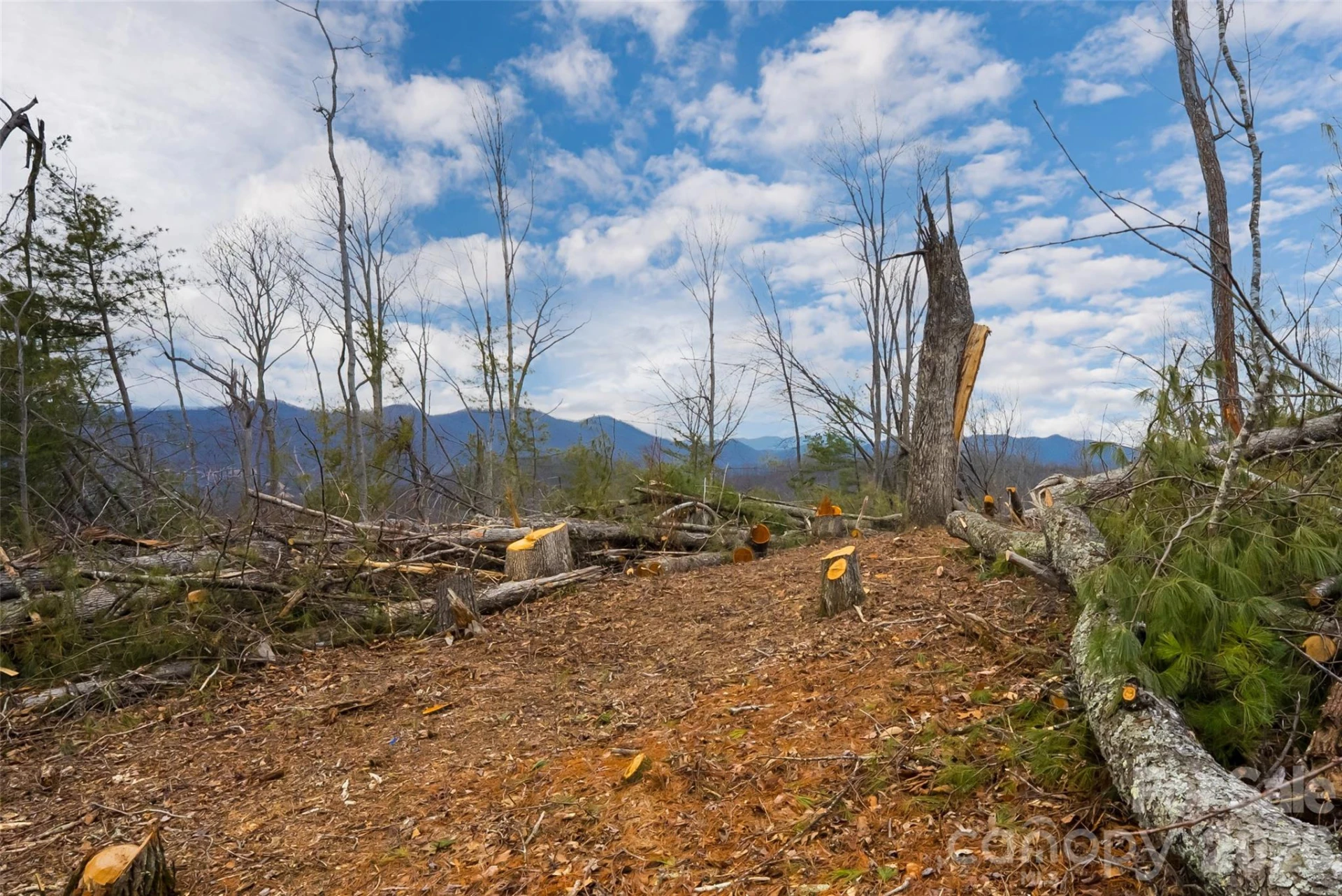 99999 Elk Mountain Scenic Highway #1 & 2 - Photo 21